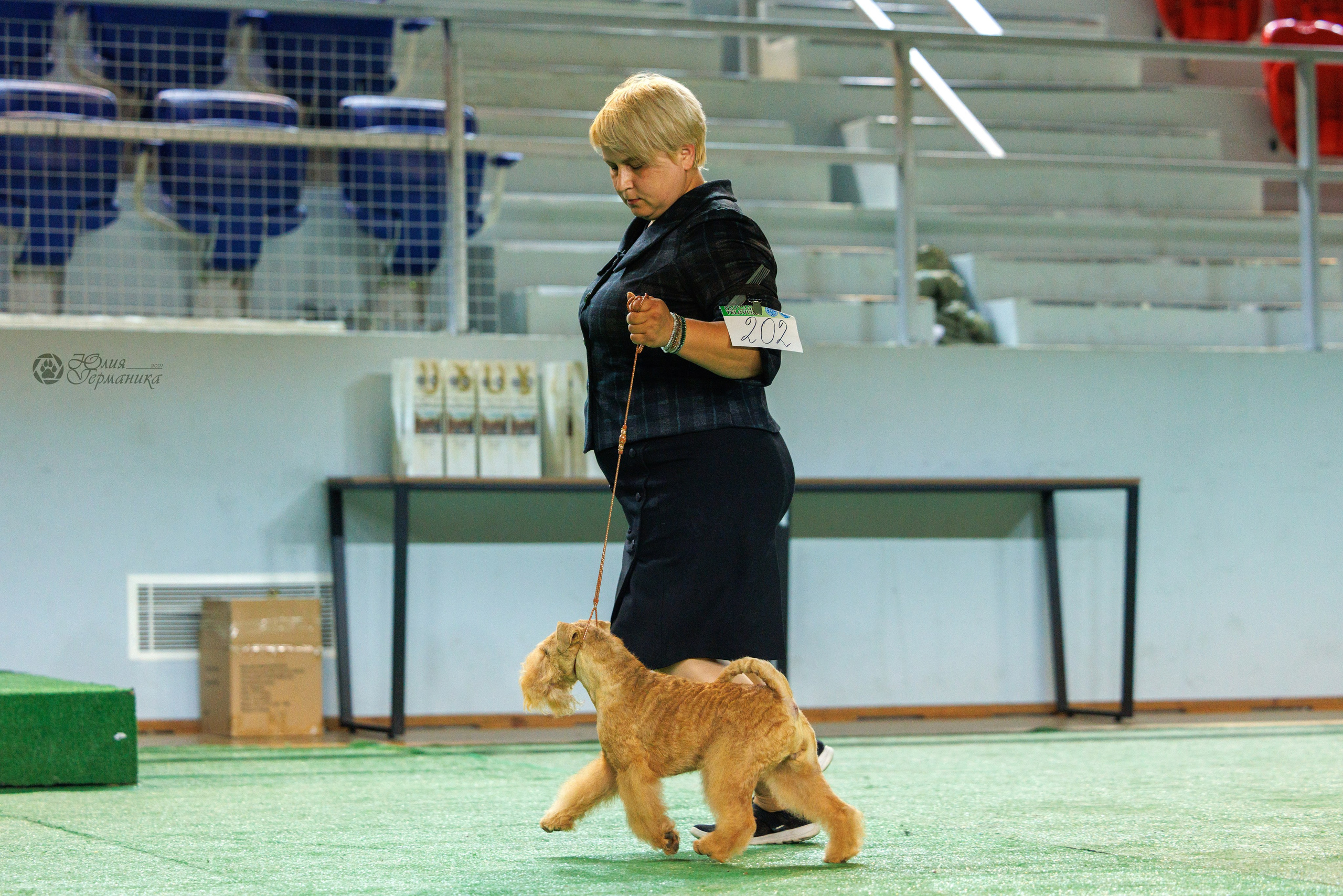 Грузия,Телави 2хCACIB 19-20.10.2024. Фотограф-анималист Юлия Германика