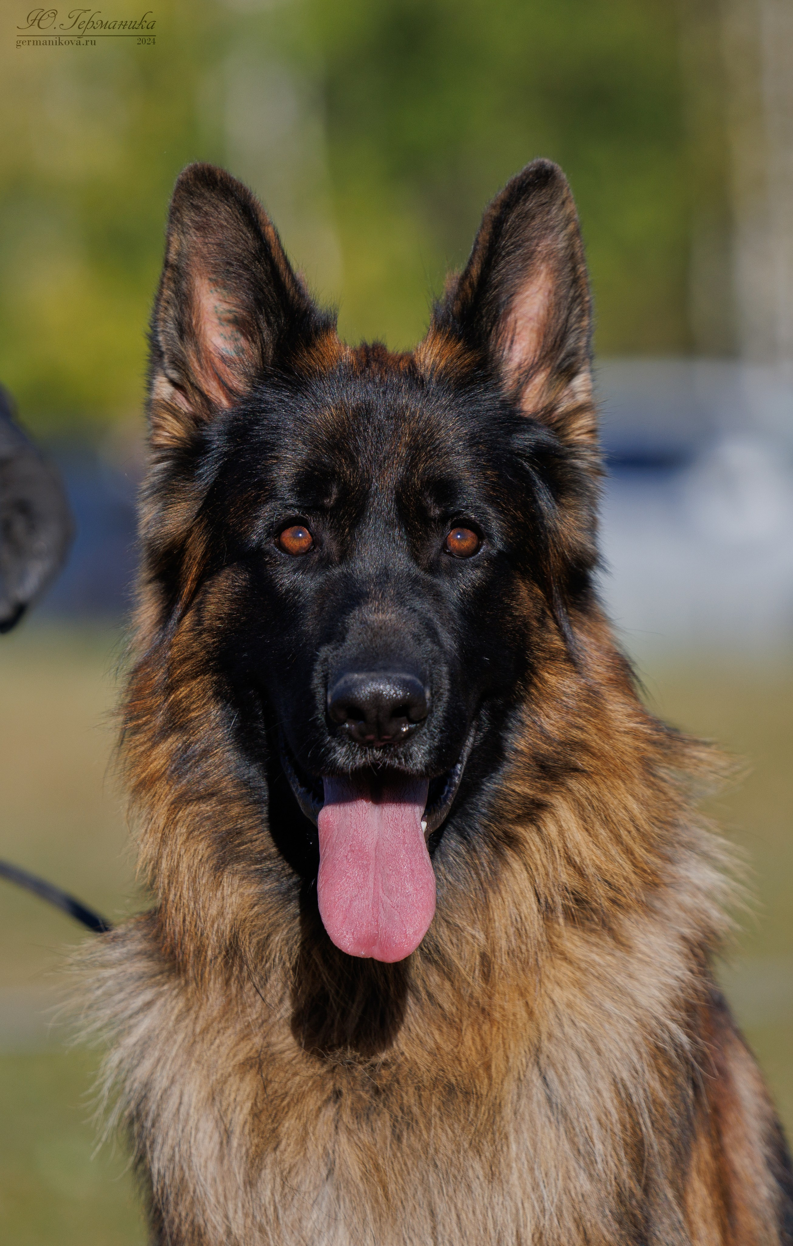 Тверь немецкие овчарки 22.09.2024. Фотограф-анималист Юлия Германика