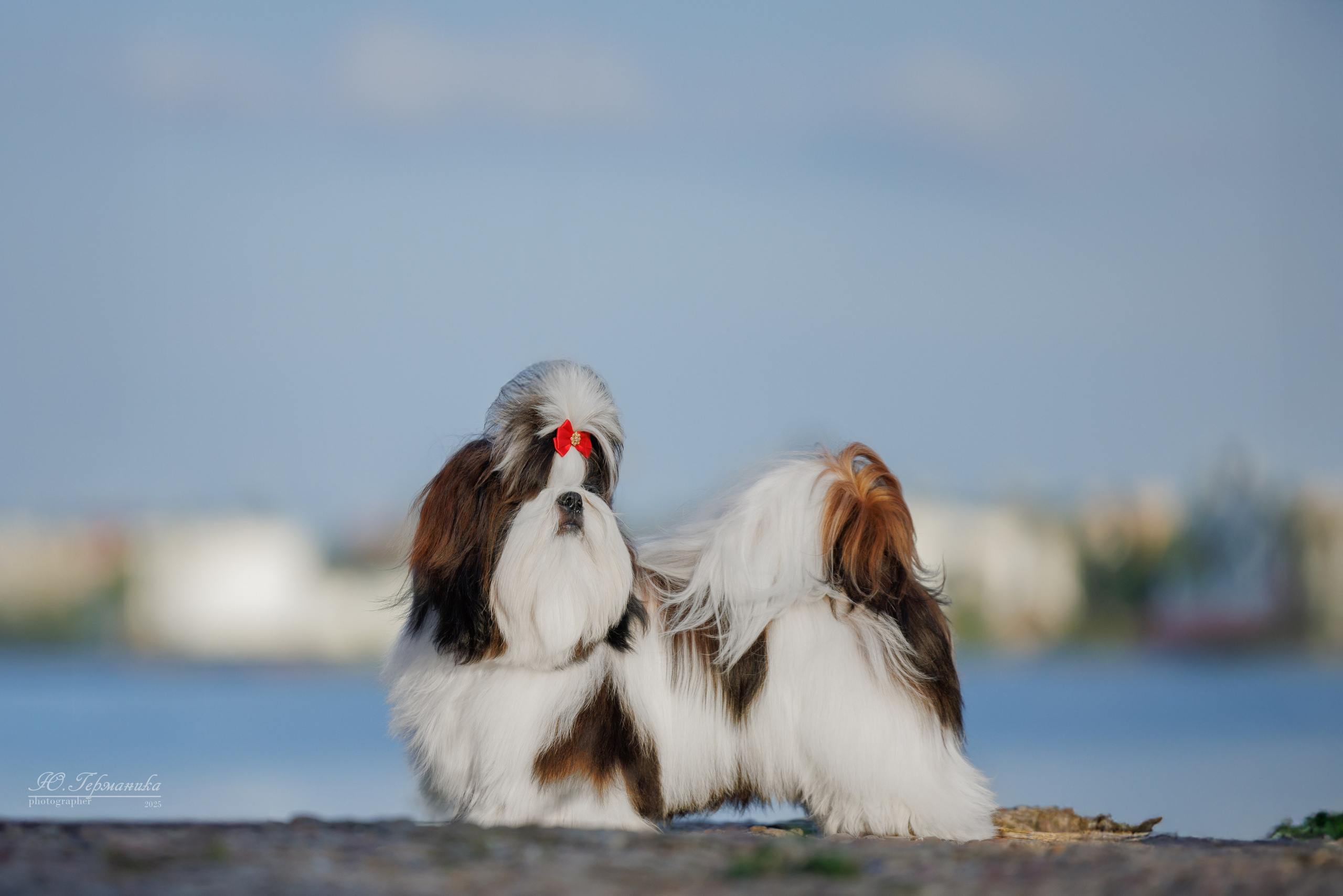 Калининград 25-27.07 Волгоград 1-3.08 2025. Фотограф-анималист Юлия Германика