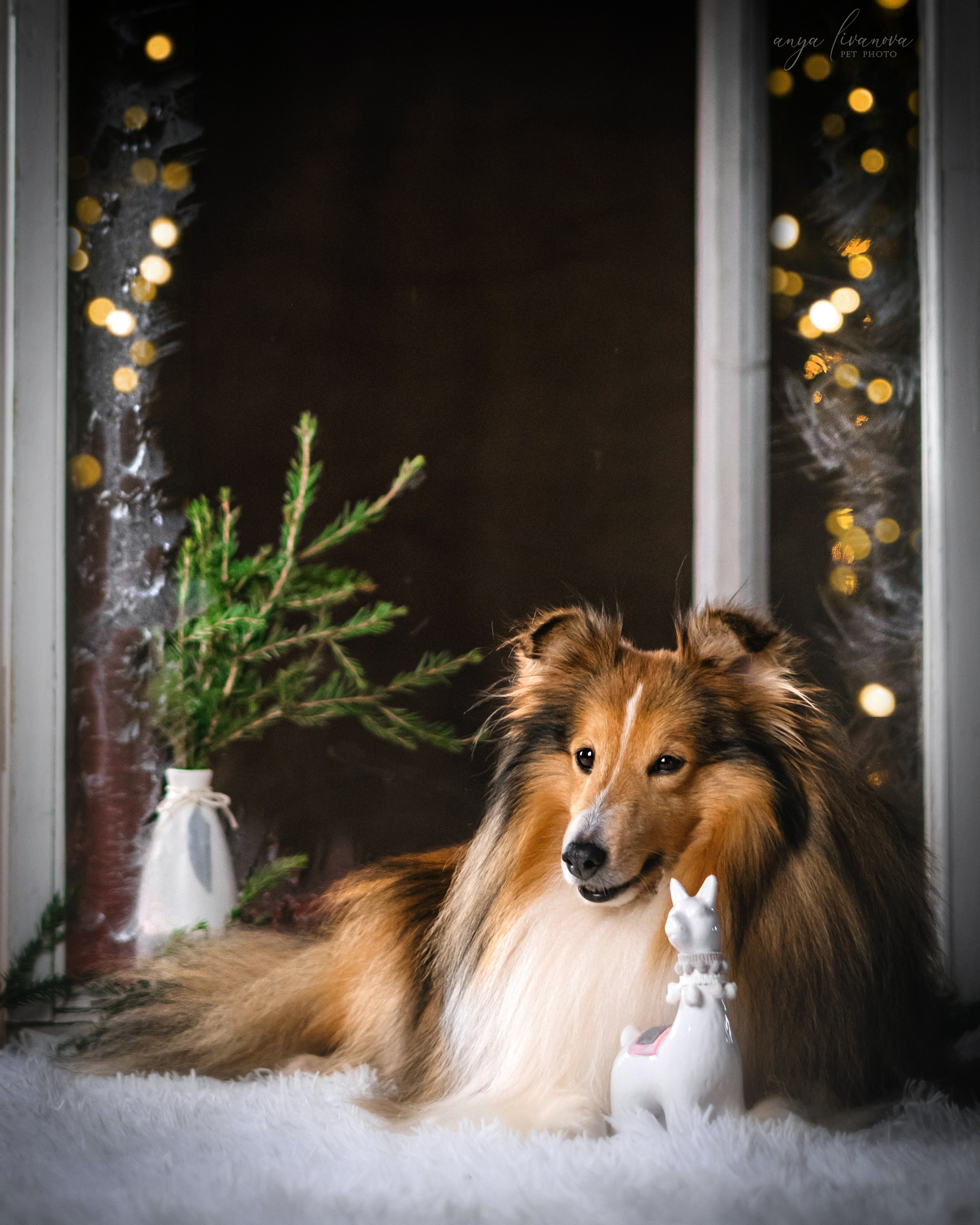 Окошко. Фотограф анималист Аня Ливанова | Рыбинск