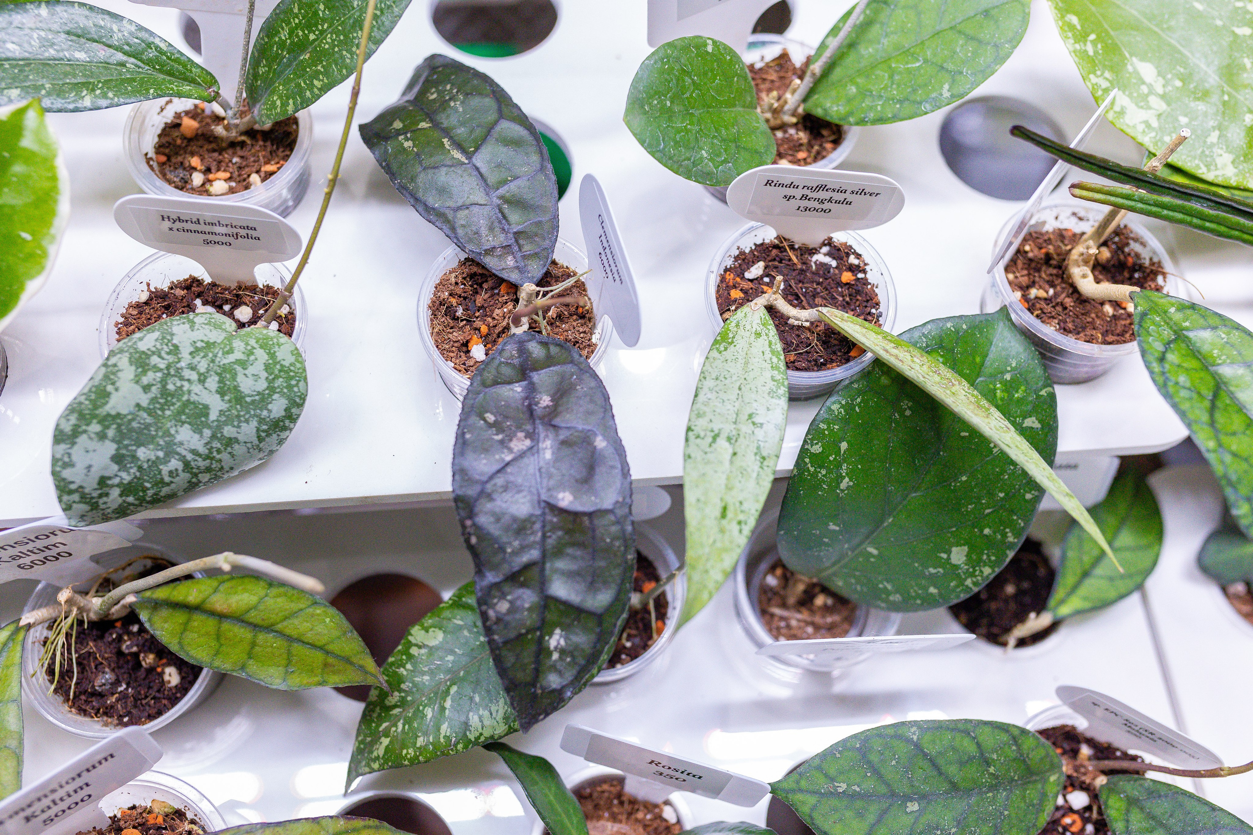 Орхидиум 12.2025. Александра Куликова фотограф, Москва