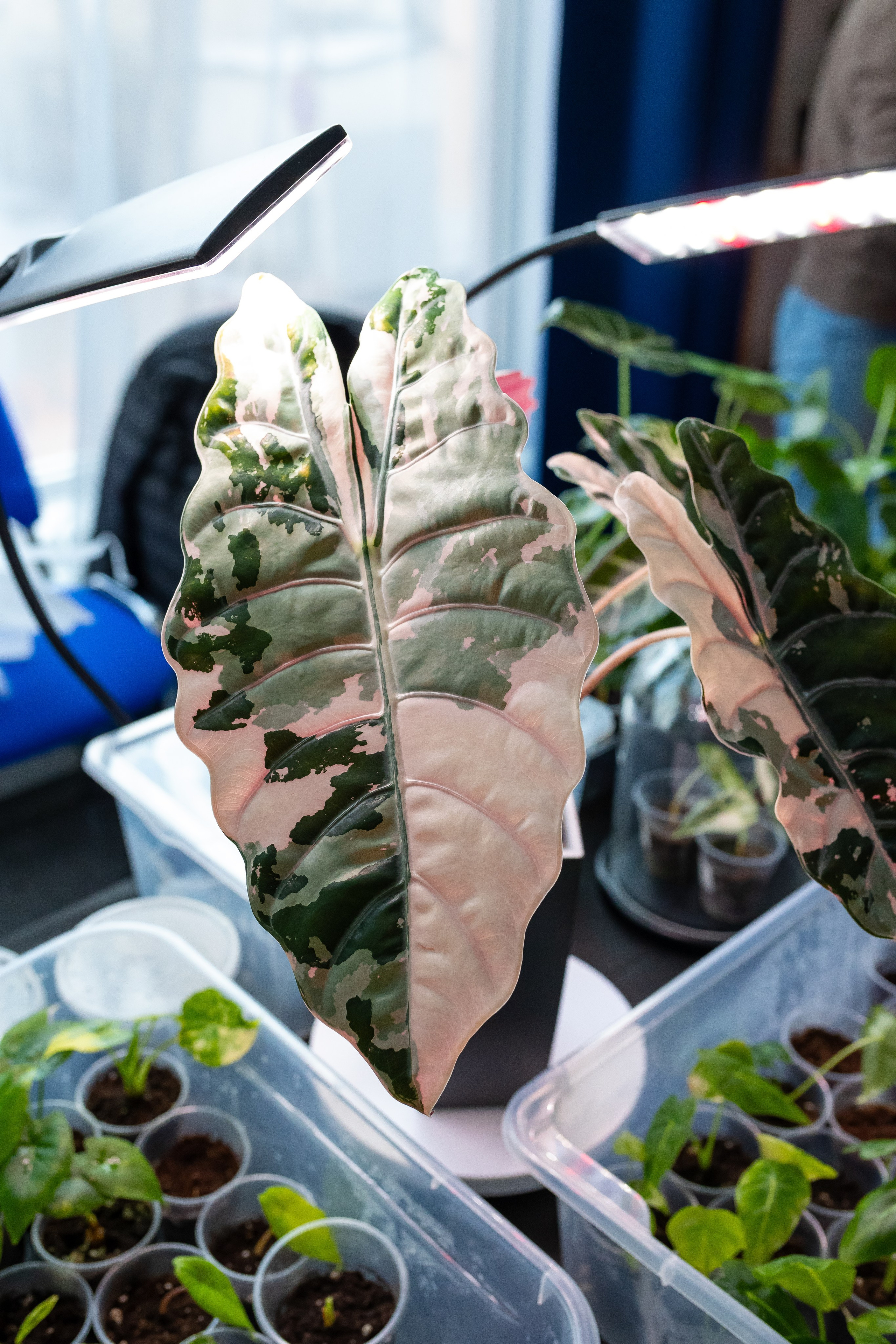 Монстериум апрель 2025. Александра Куликова фотограф, Москва