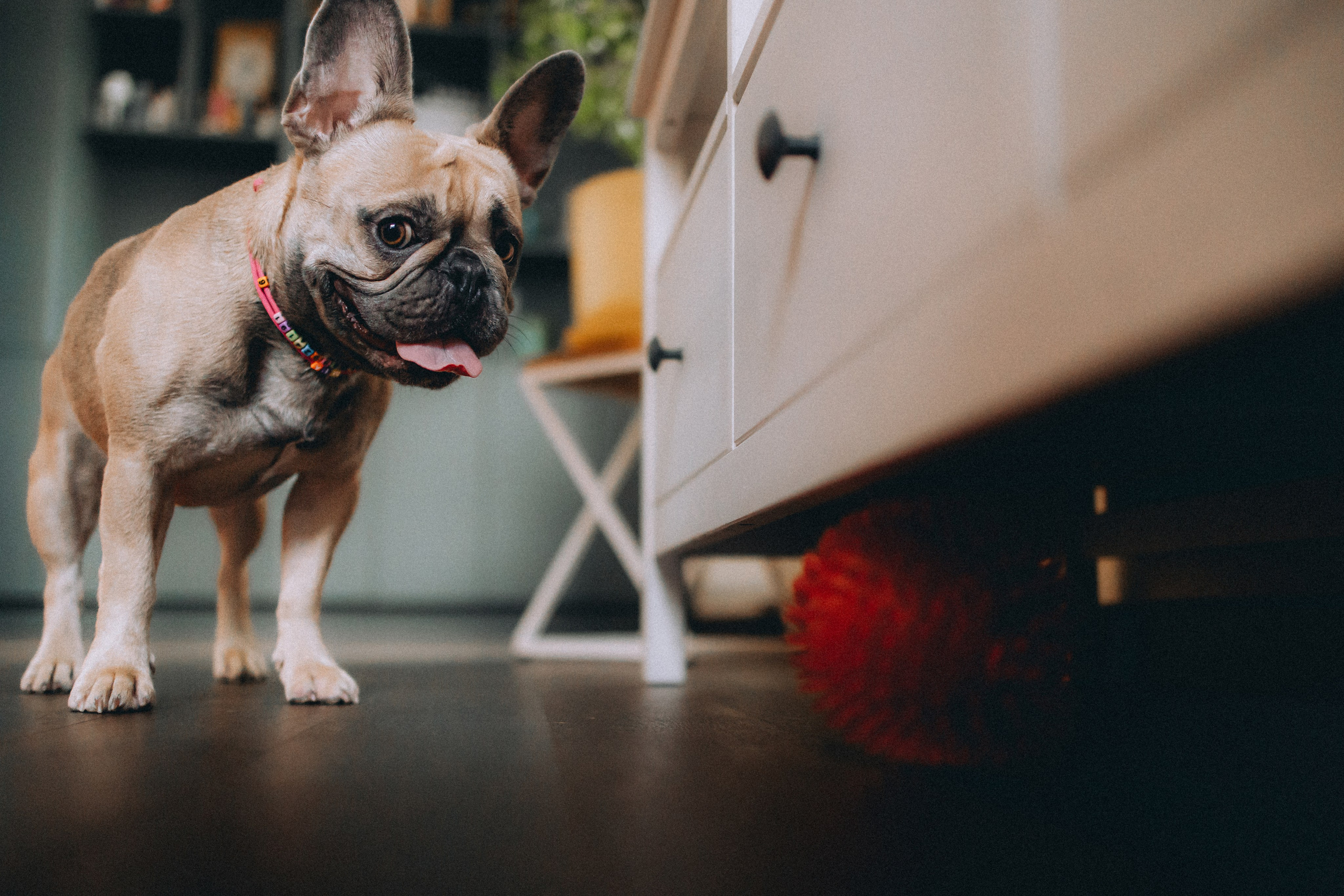 Юля, Мия и Зек