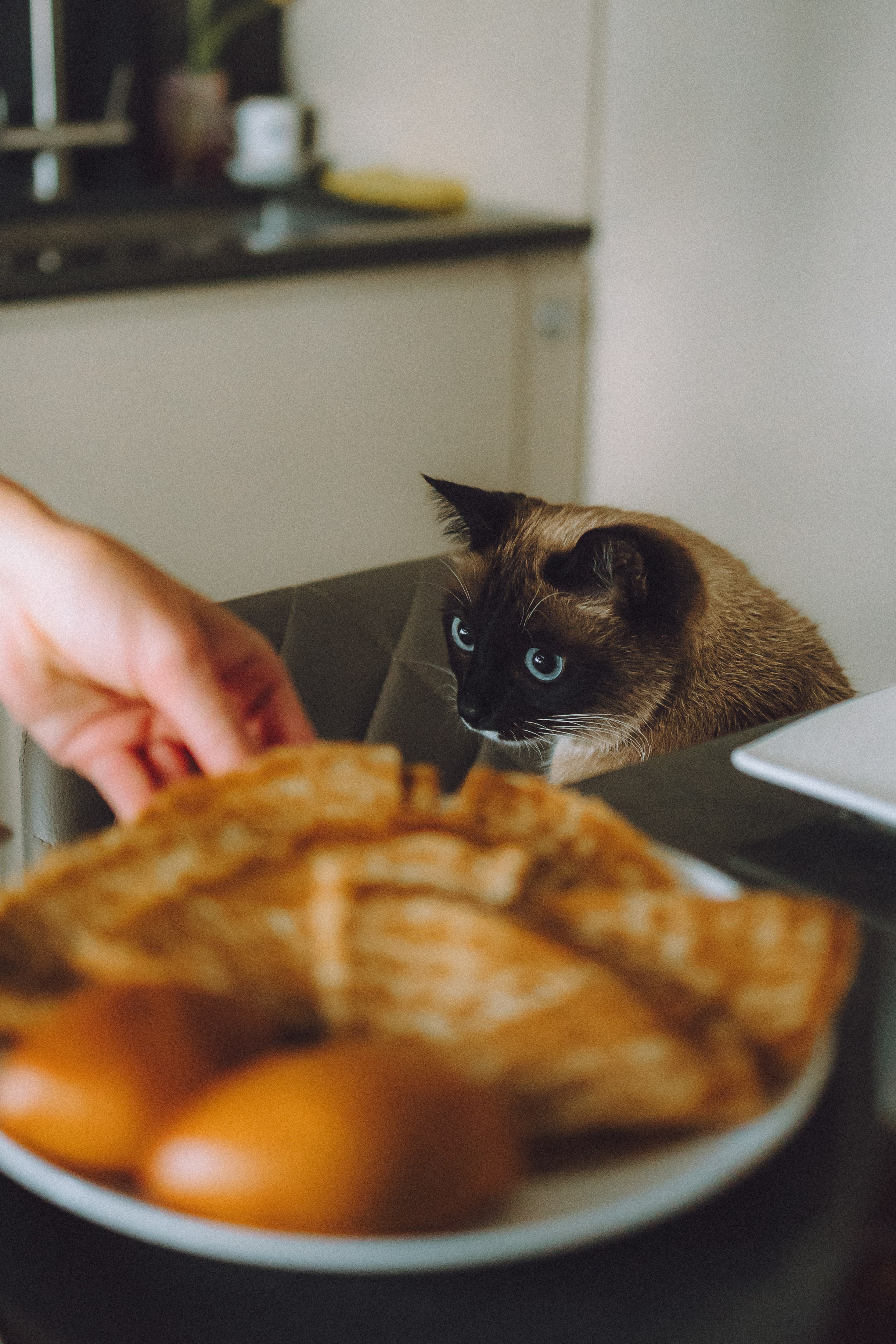 Наташа, Маруся и Зефир