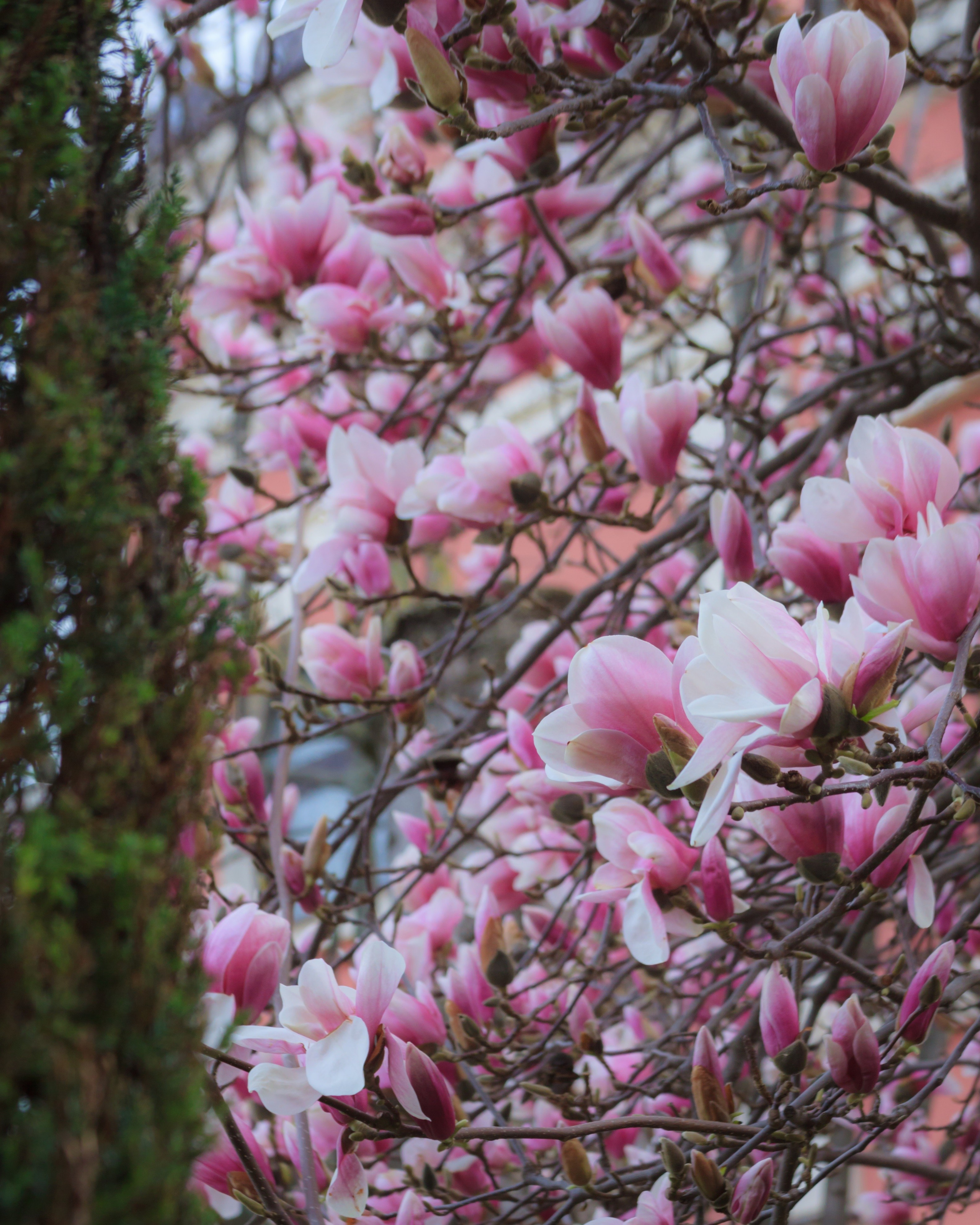 Цветение магнолии в Ессентуках. Пейзажный и архитектурный фотограф юга России