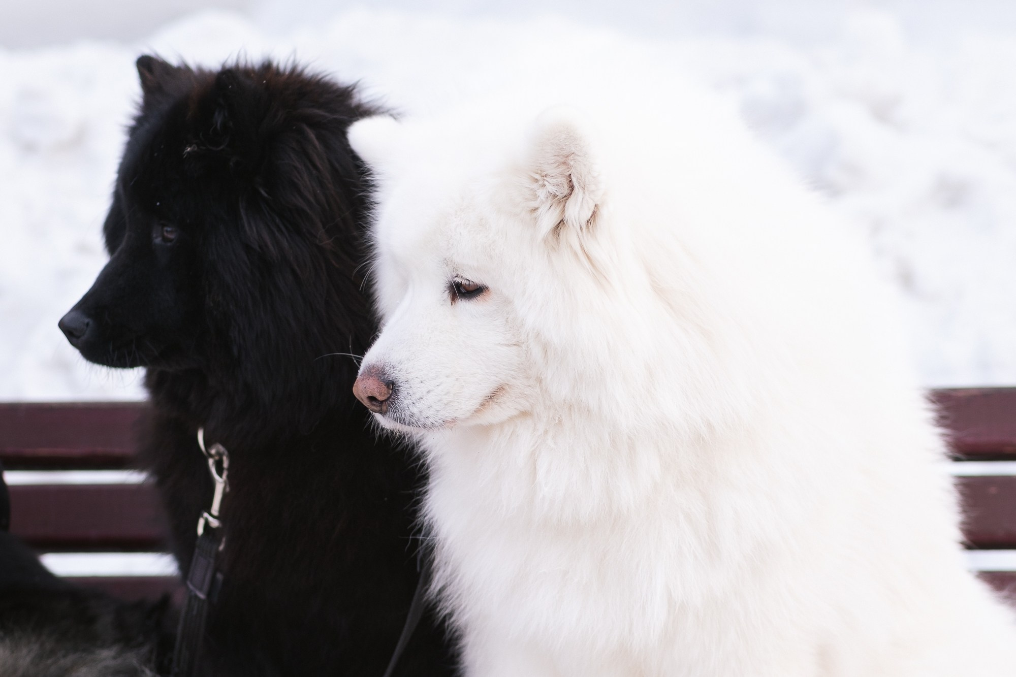 Съемка животных, собак, щенков, фото помета, портрет питомцев. Портретный и семейный фотограф в Перми Лена Лоза. Портрет для бизнеса