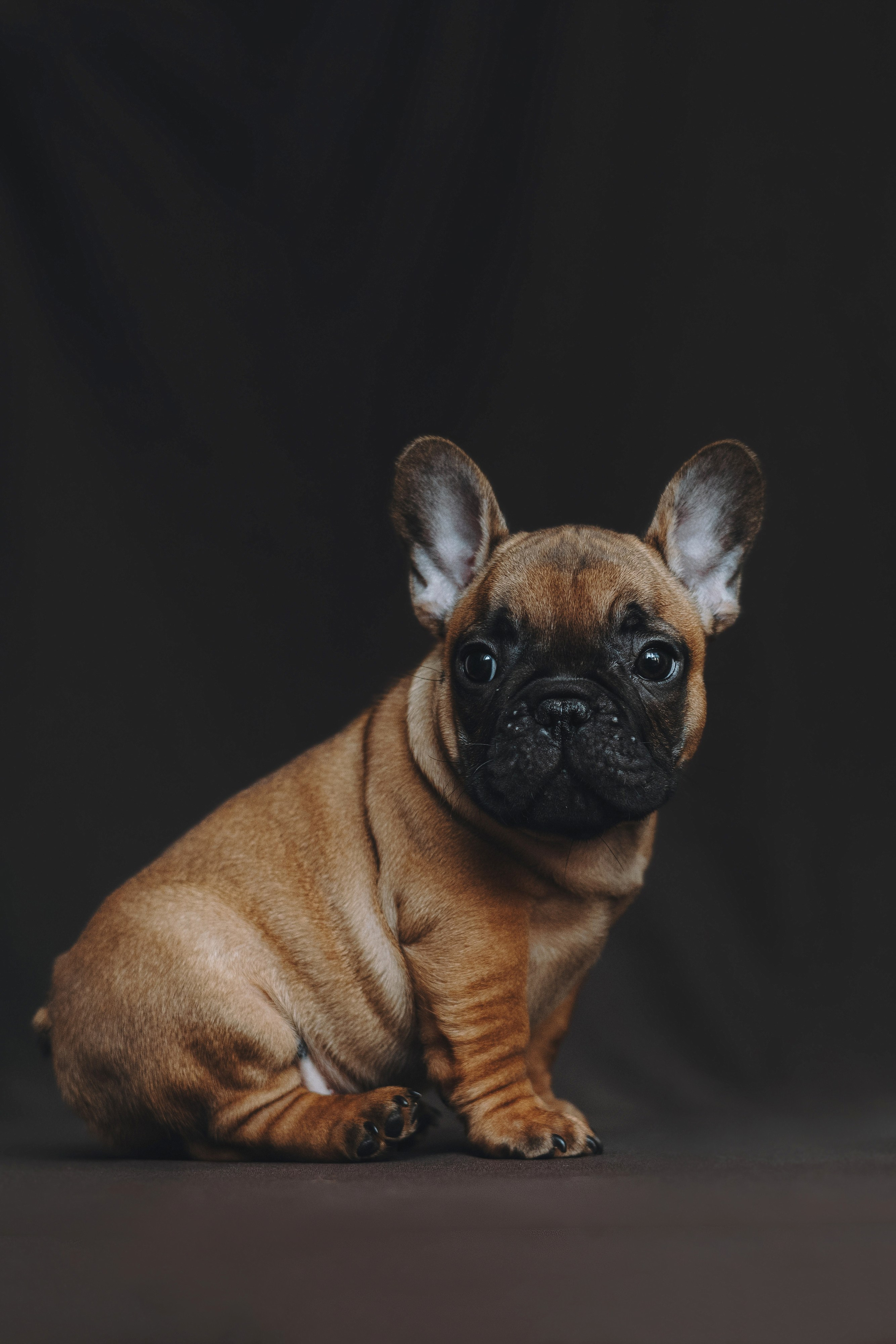 Щеночки. Фотограф — анималист Владивосток, Алина