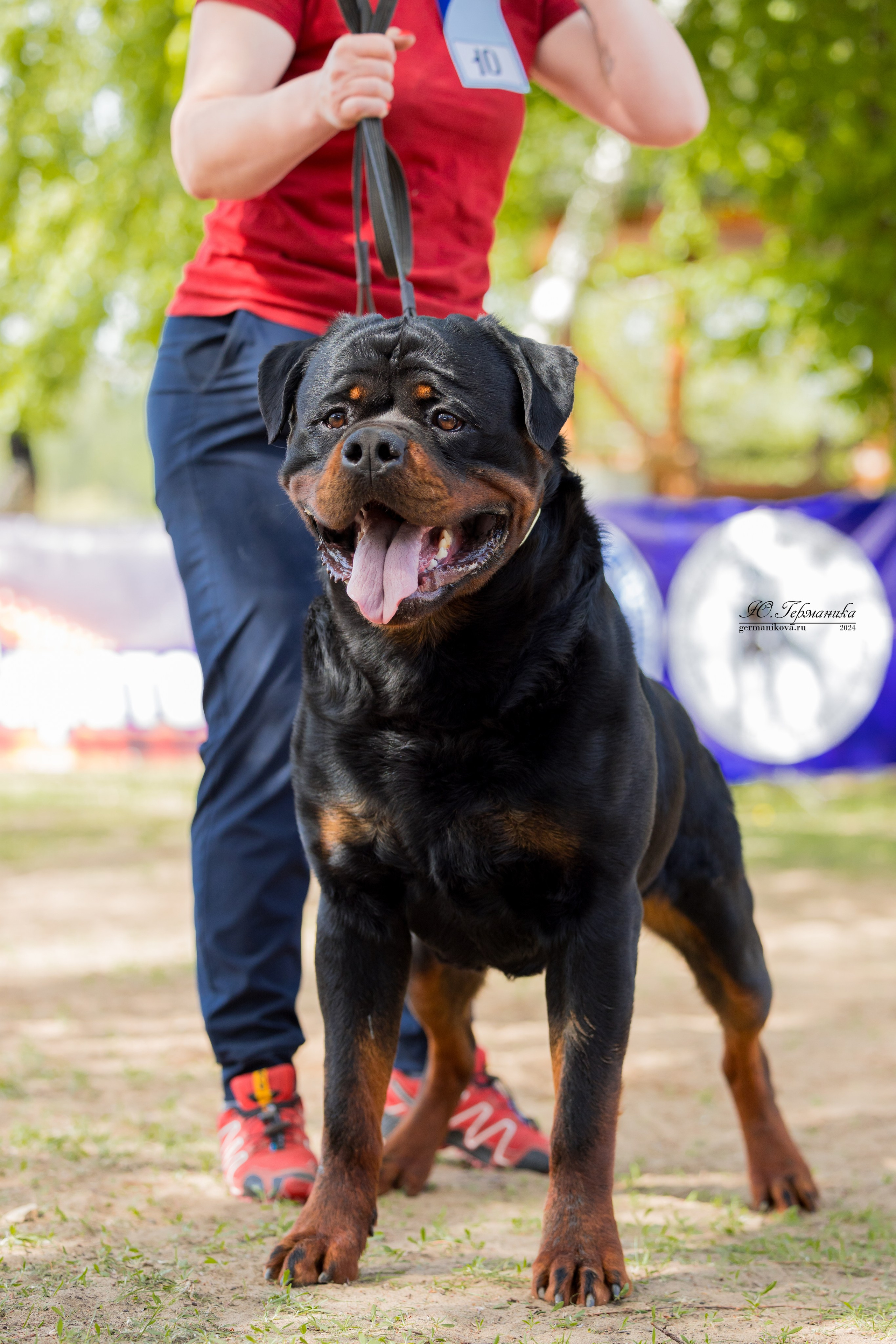 Саратов 2 х моно ротвейлеров 28-29.04.2024. Фотограф-анималист Юлия Германика
