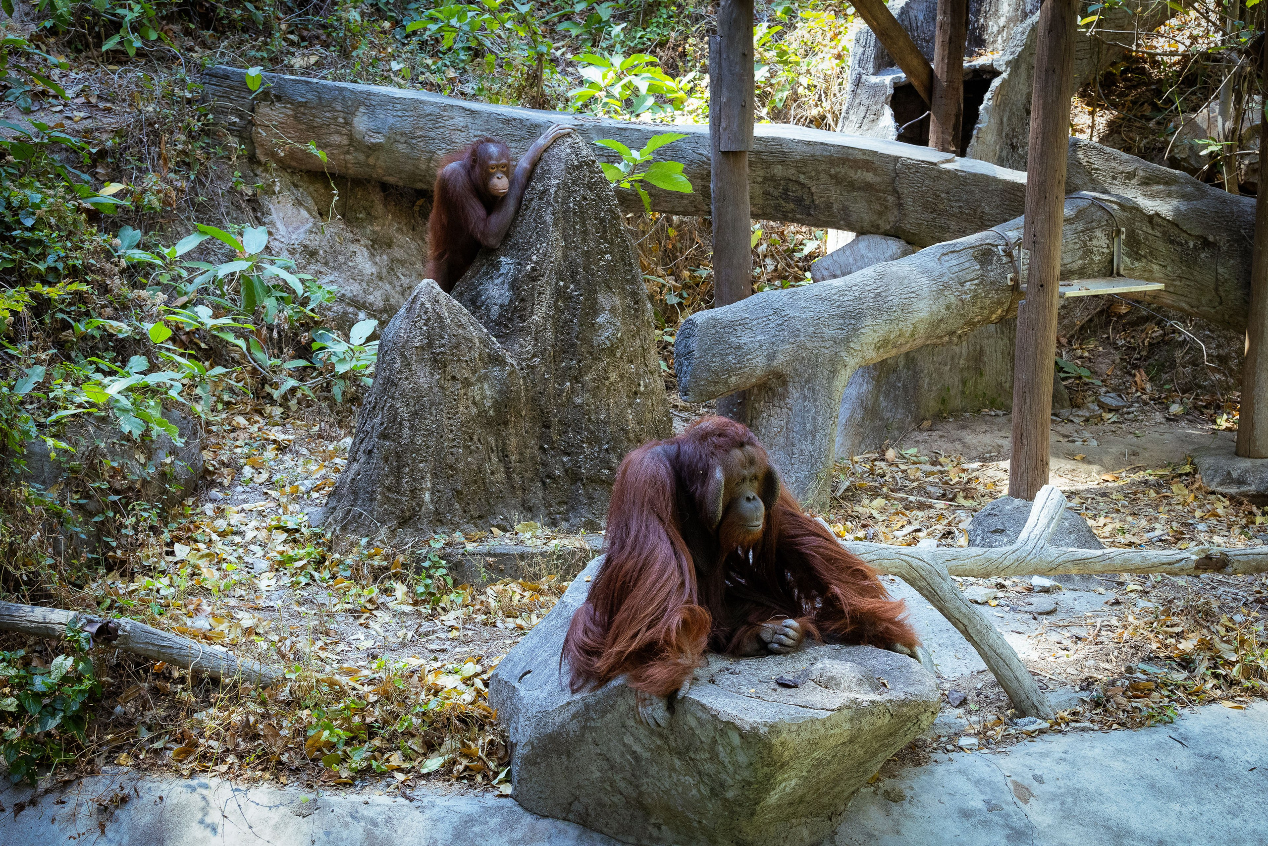 Таиланд (зима 2025). Фотограф Виноградов Константин