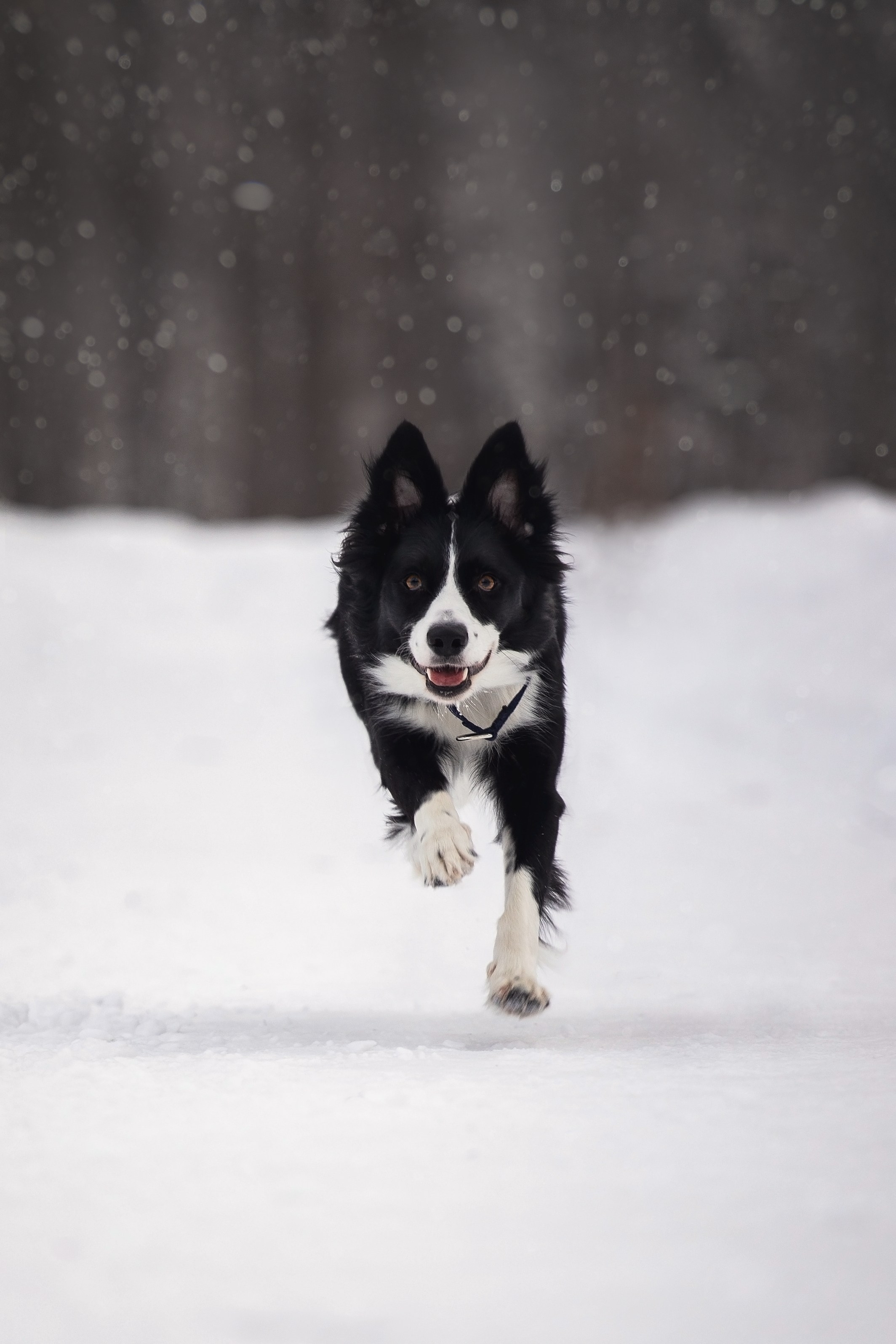 Арина и Грейс. YULA KOLESOVA | Фотограф — Анималист | Художник | Тюмень