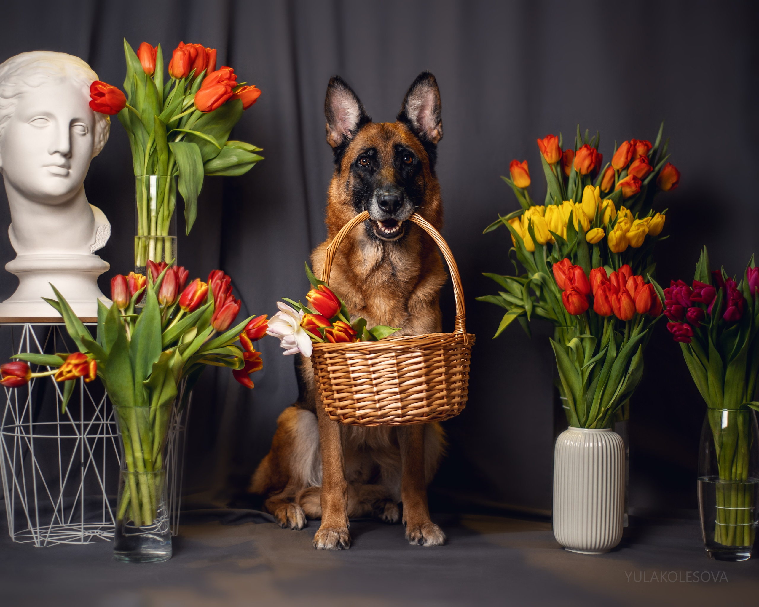 YULA KOLESOVA | Фотограф — Анималист | Художник | Тюмень