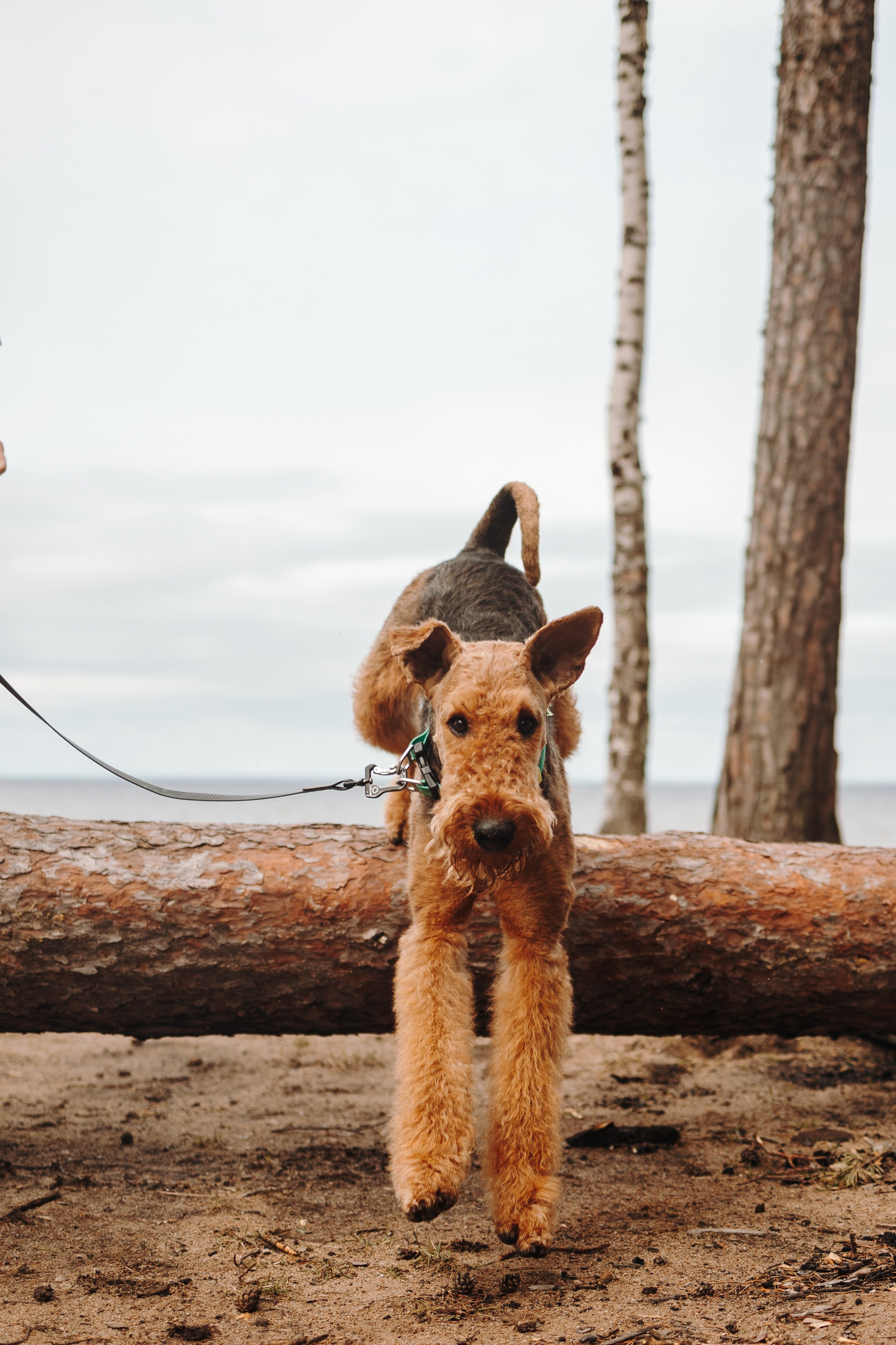 Вера и ее семья. Фотограф — Анималист | Санкт-Петербург