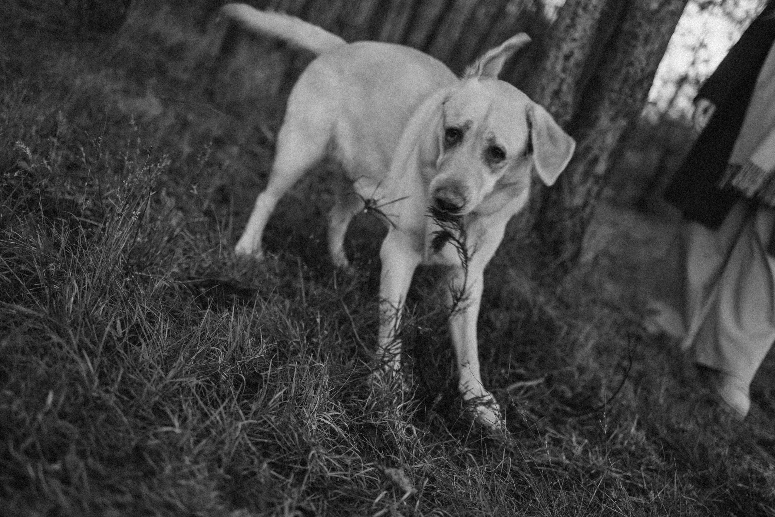 Ирина и Бася. Фотограф — Анималист | Санкт-Петербург