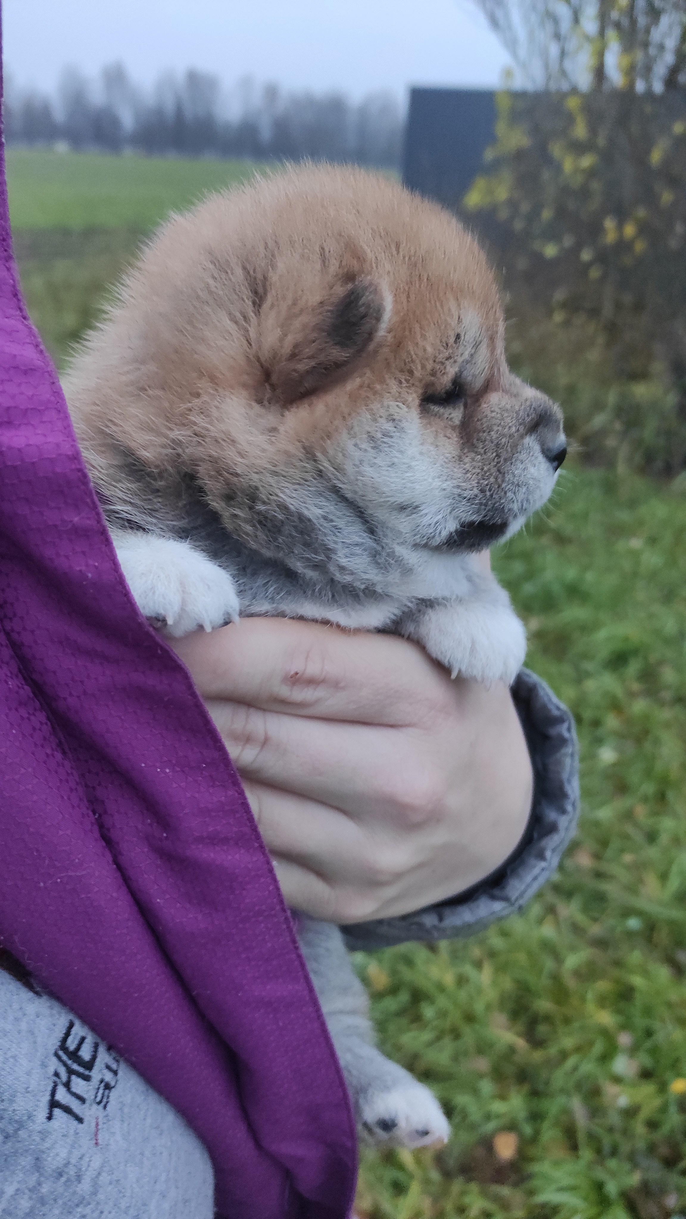 Сиба Rubylight Bella питомник Рубилайт 