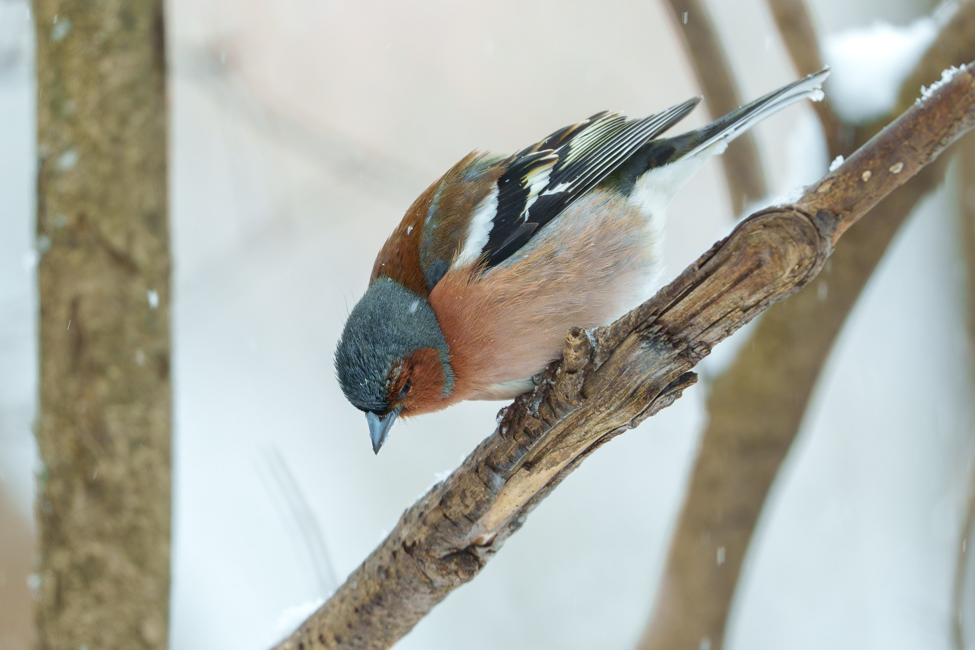 Удивительные мир птиц. Вокруг нас столько прекрасного — присмотритесь!. Ваш личный фотограф Марина Волкова