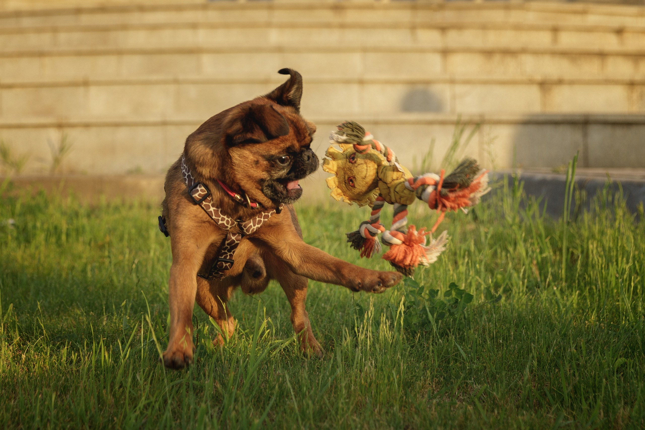 Маша и Арки. Фотограф-анималист в Калуге Мария Шерскова
