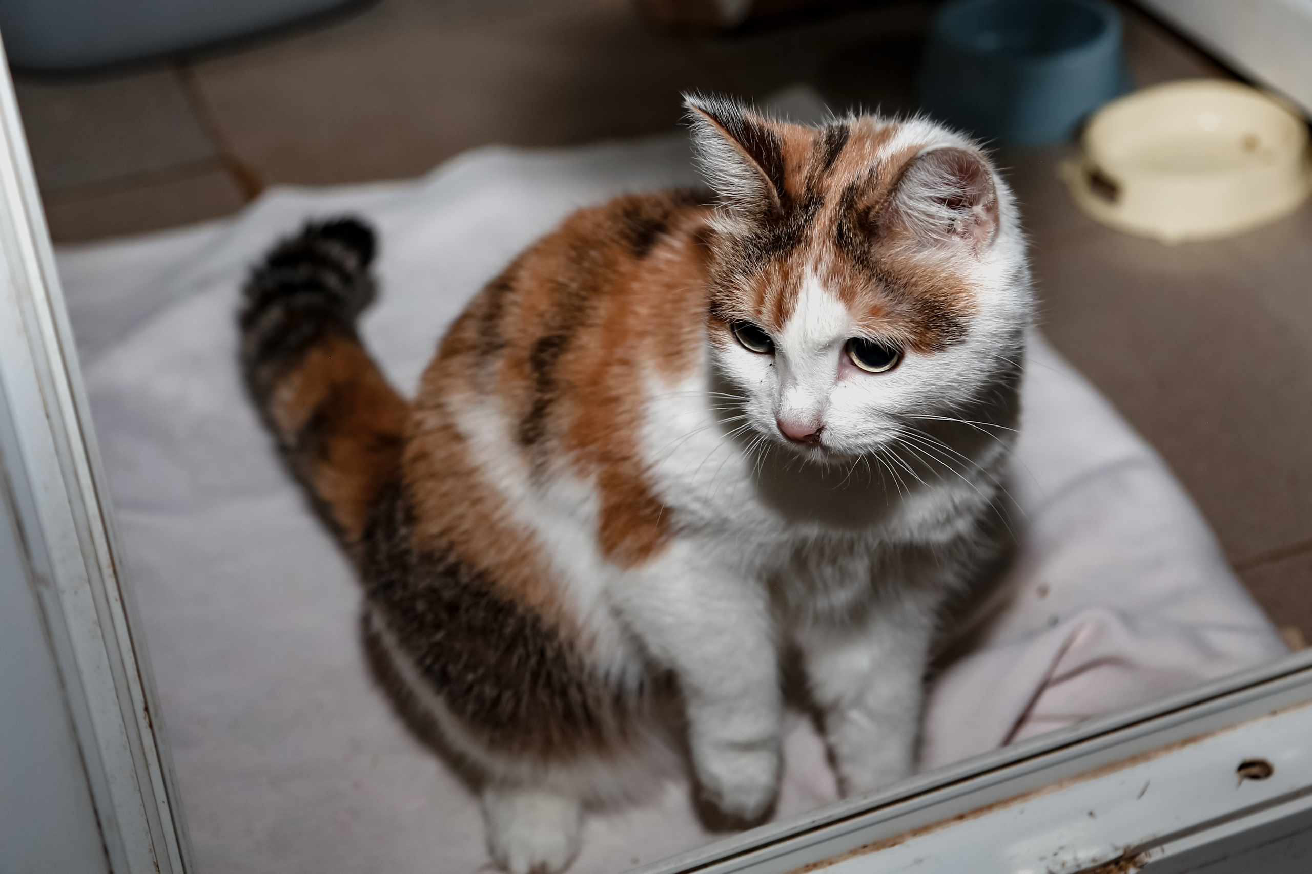 Приют Кошкин Дом Филимоша. Ваш фотограф в Оренбурге Рощупкина Екатерина