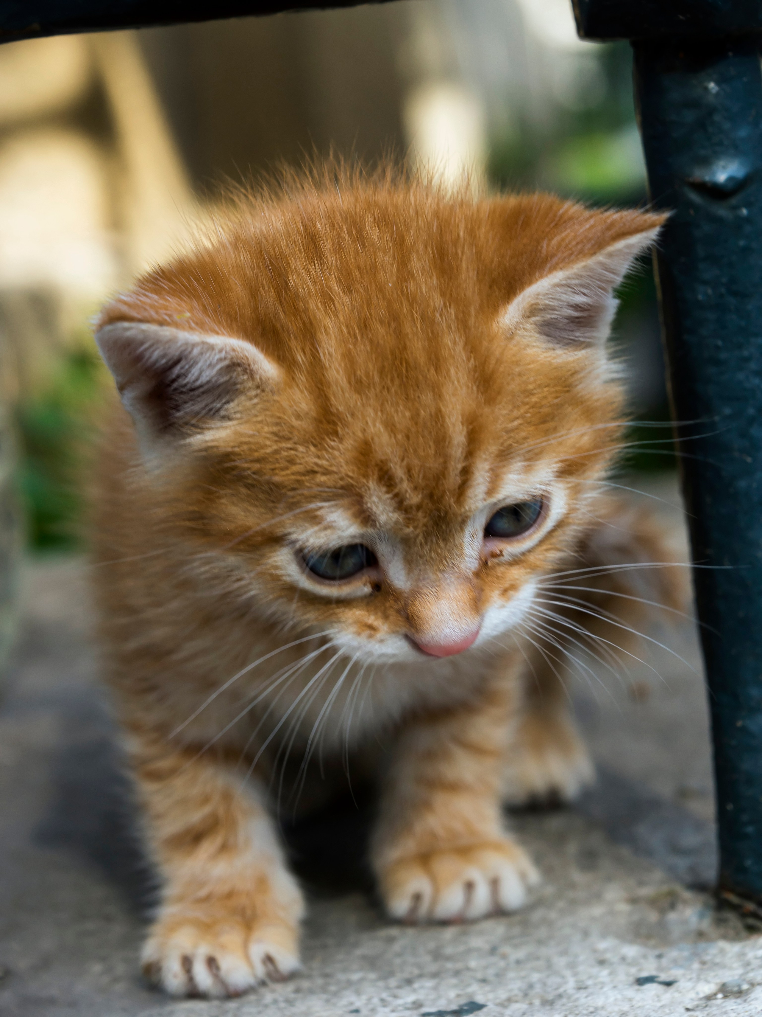 Стамбульские кошки. Фотограф-путешественник Самойлов Максим «Sly Fox»
