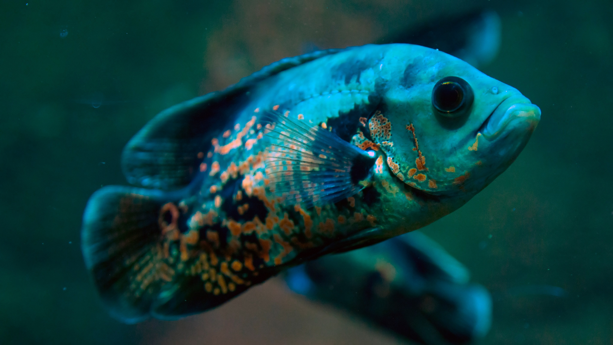 Астана. Фотограф-путешественник Самойлов Максим «Sly Fox»