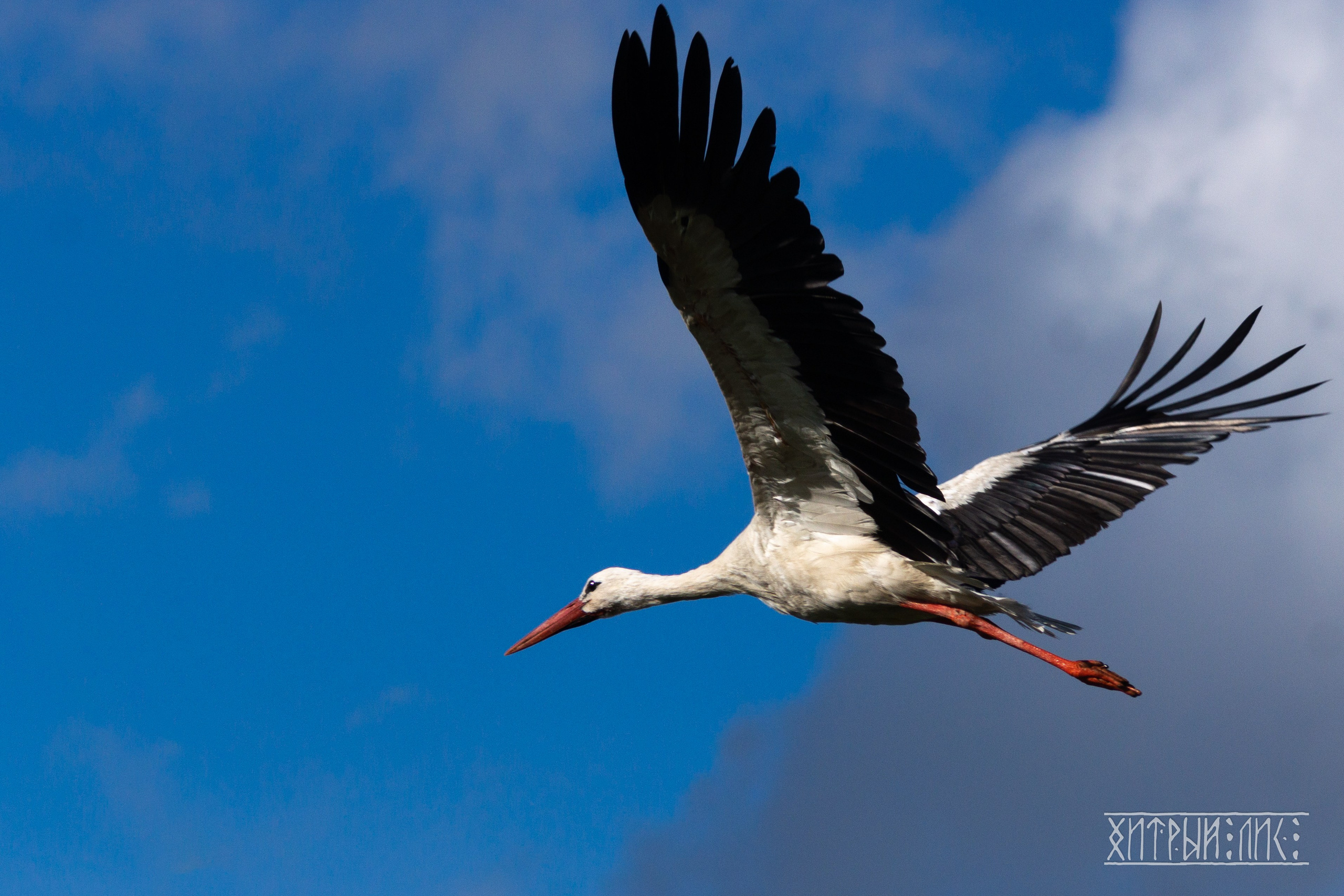Беларусь. Фотограф-путешественник Самойлов Максим «Sly Fox»