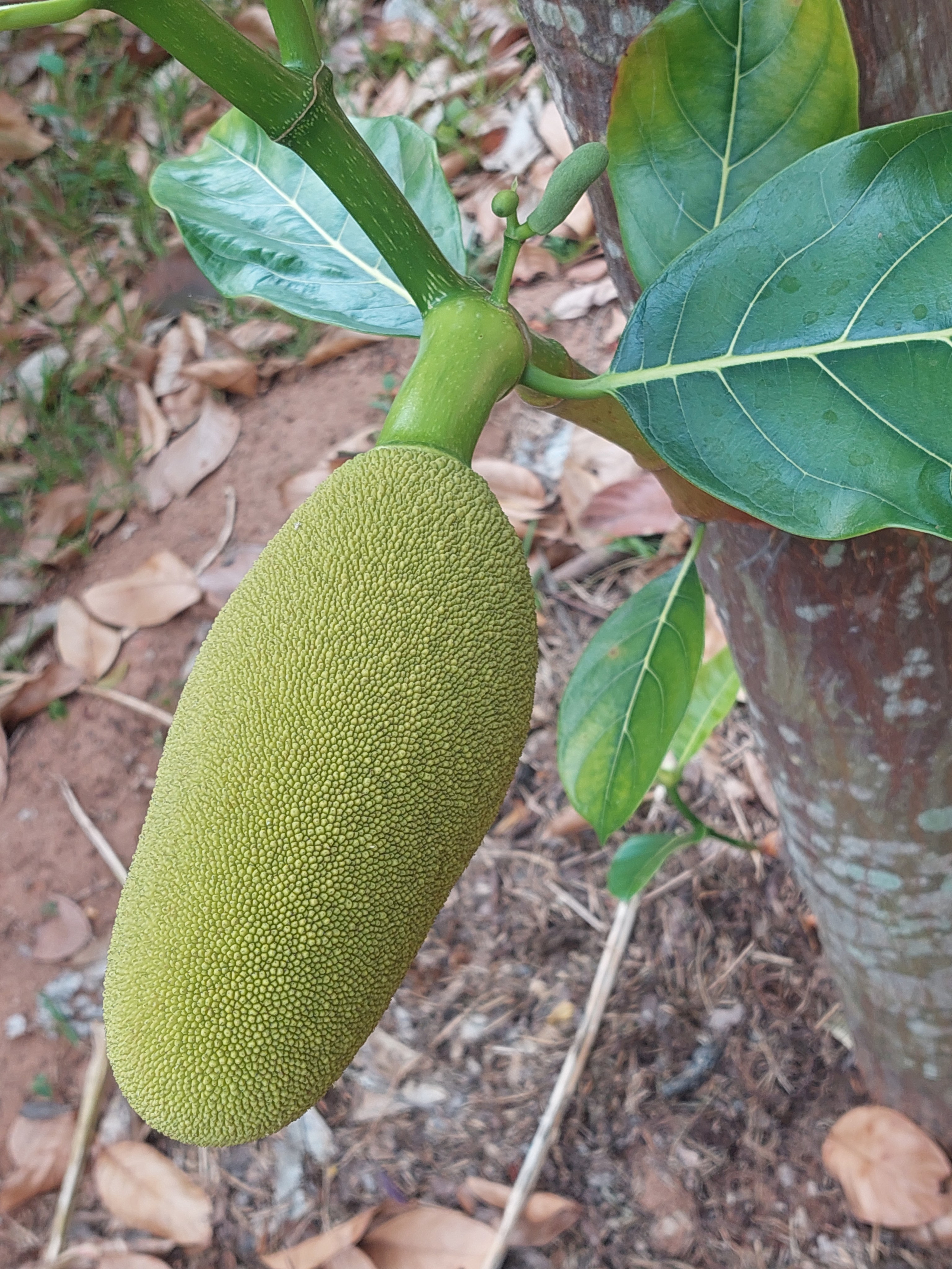 Дровяной обжиг в Индии — 2023. Керамика с историей. Елена Рогалёва