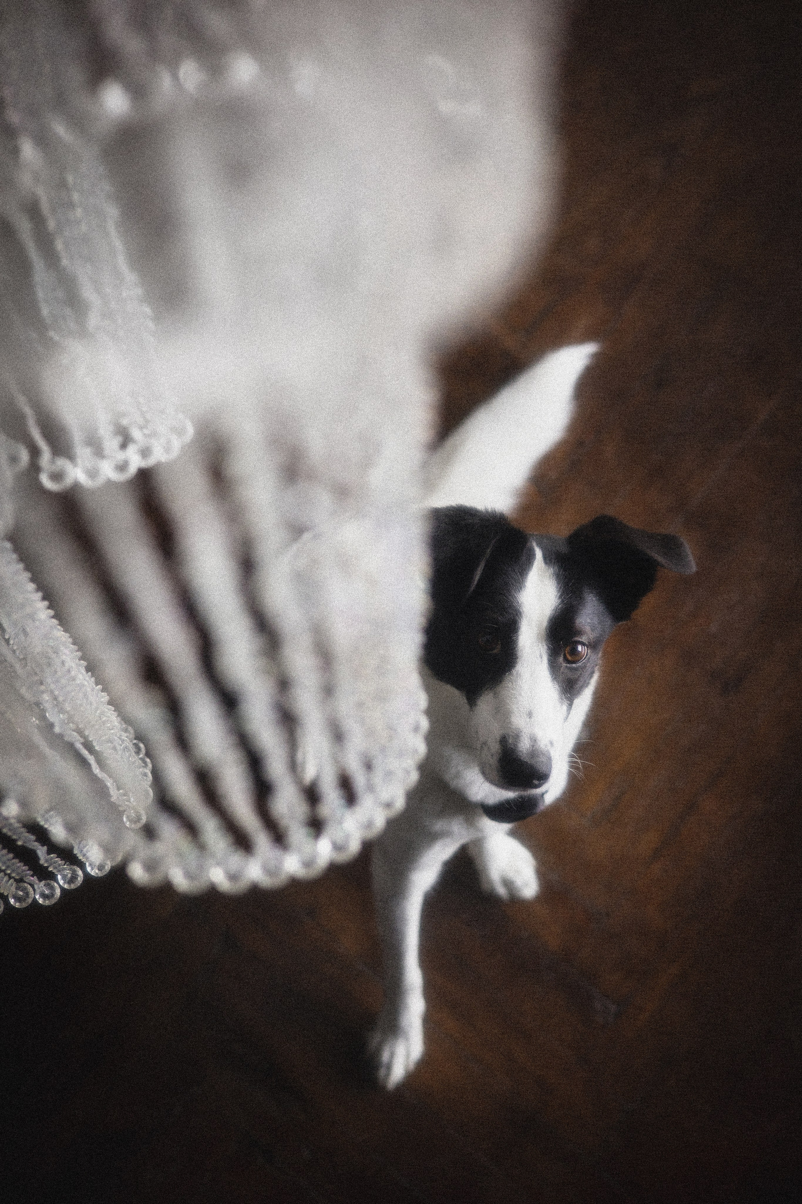 Портфолио. Фотограф-анималист в Екатеринбурге Марина Шишкина