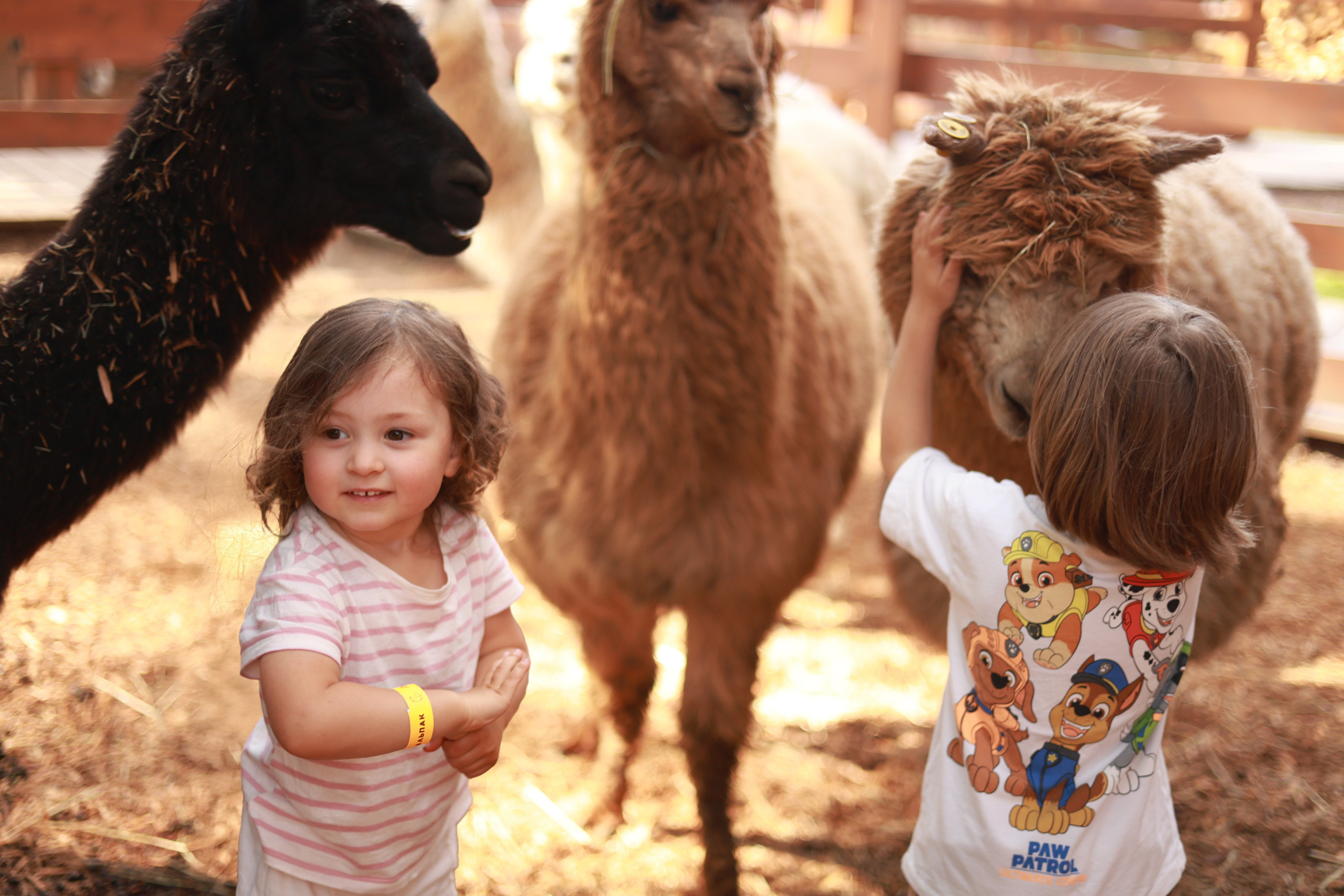 Парк альпак. Фотосервис курорта «Охта Парк­­­»