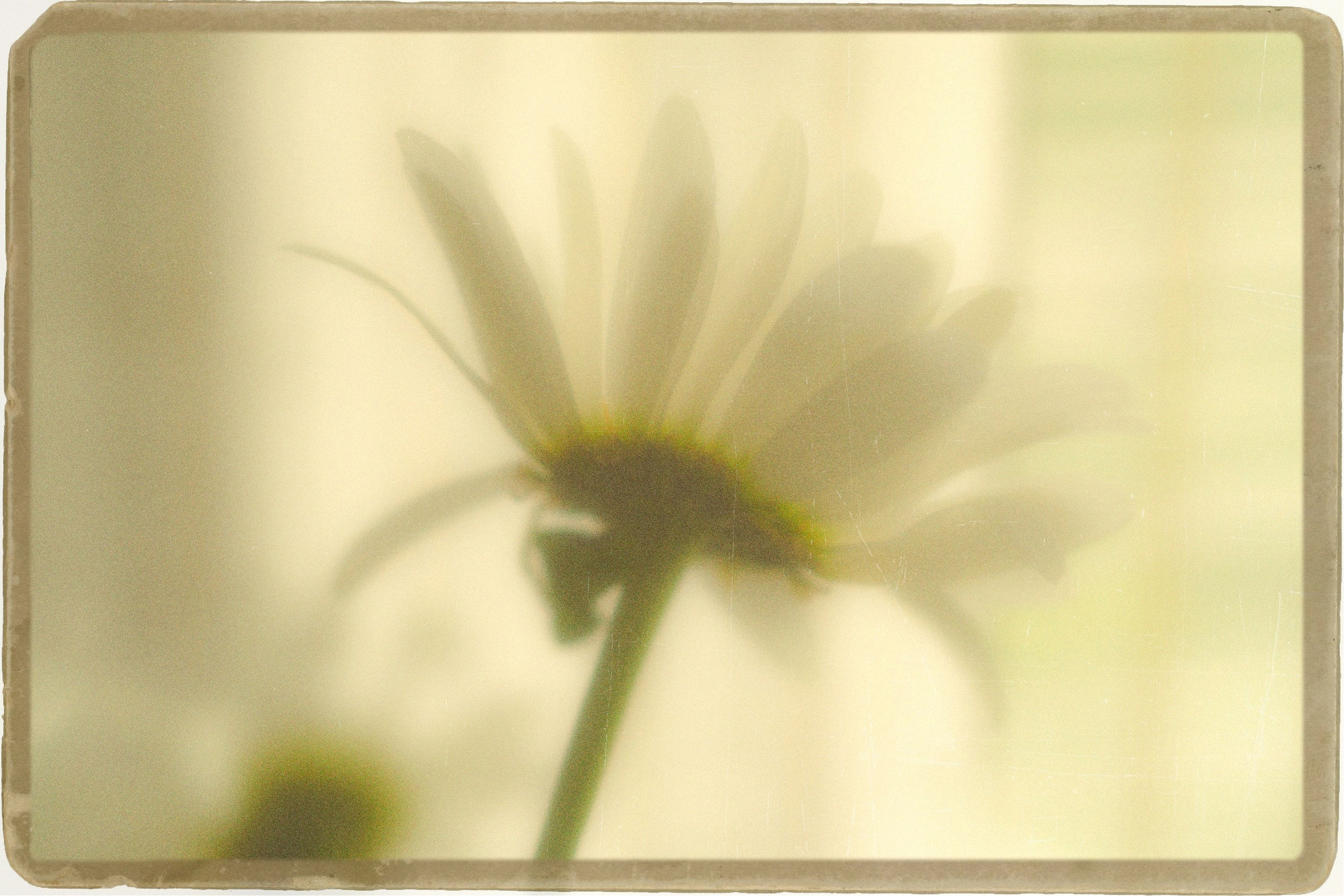 Разное. Семейный, репортажный, арт, предметный фотограф в Липецке Олеся Межова