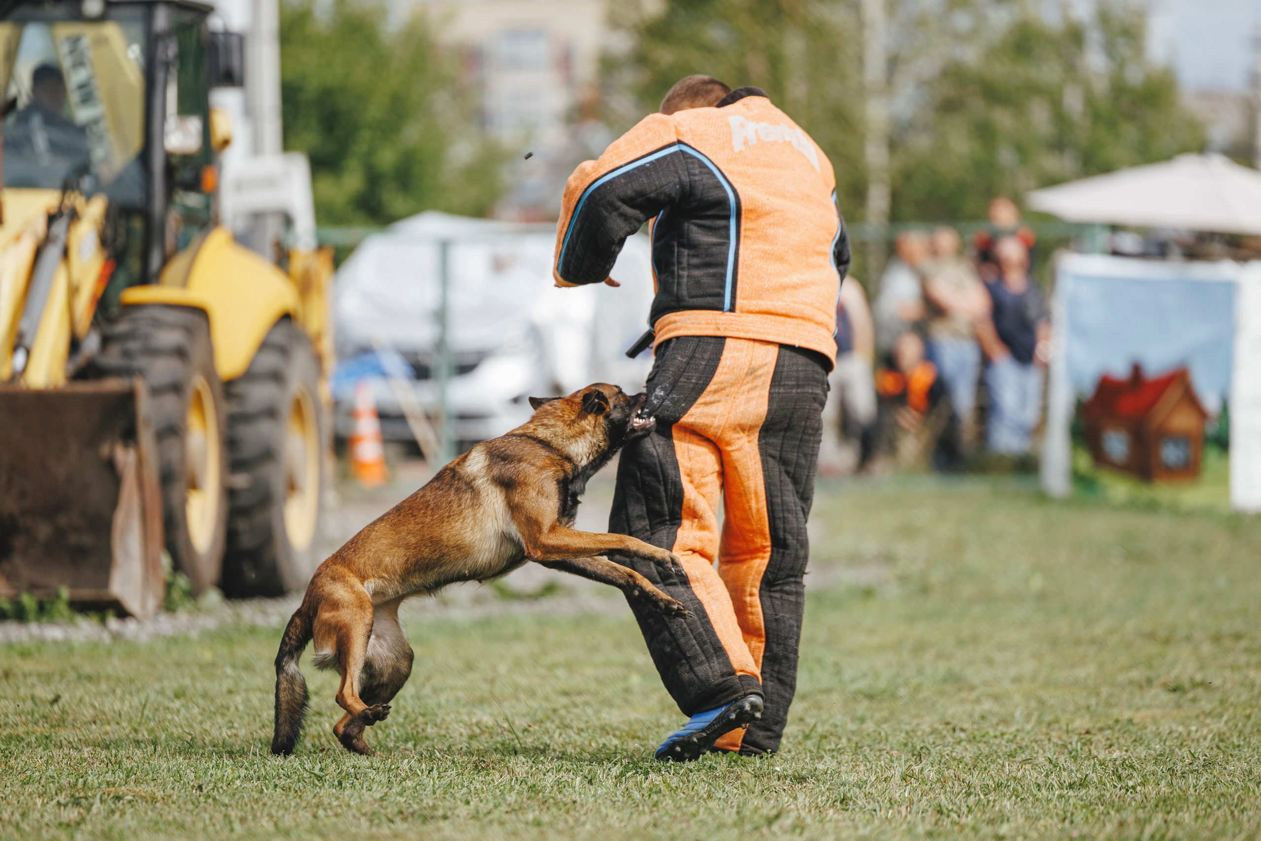 08.08.25-10.08.25 ЧР по мондьорингу г. Вологда. Фотограф-анималист Анна Маринич