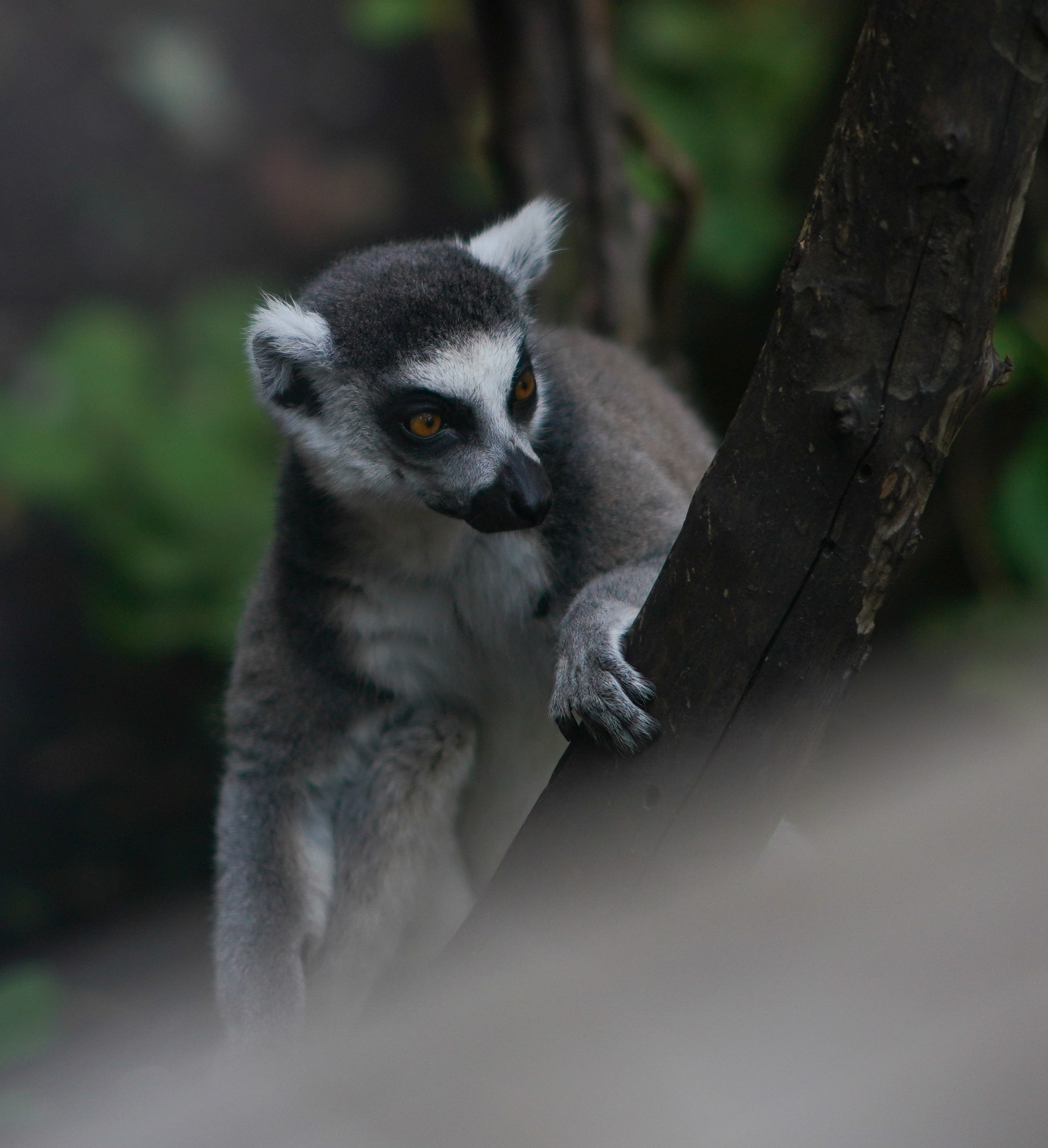 Животный мир📸. Фотограф Москва и Сергиев Посад Ирина Ермакова