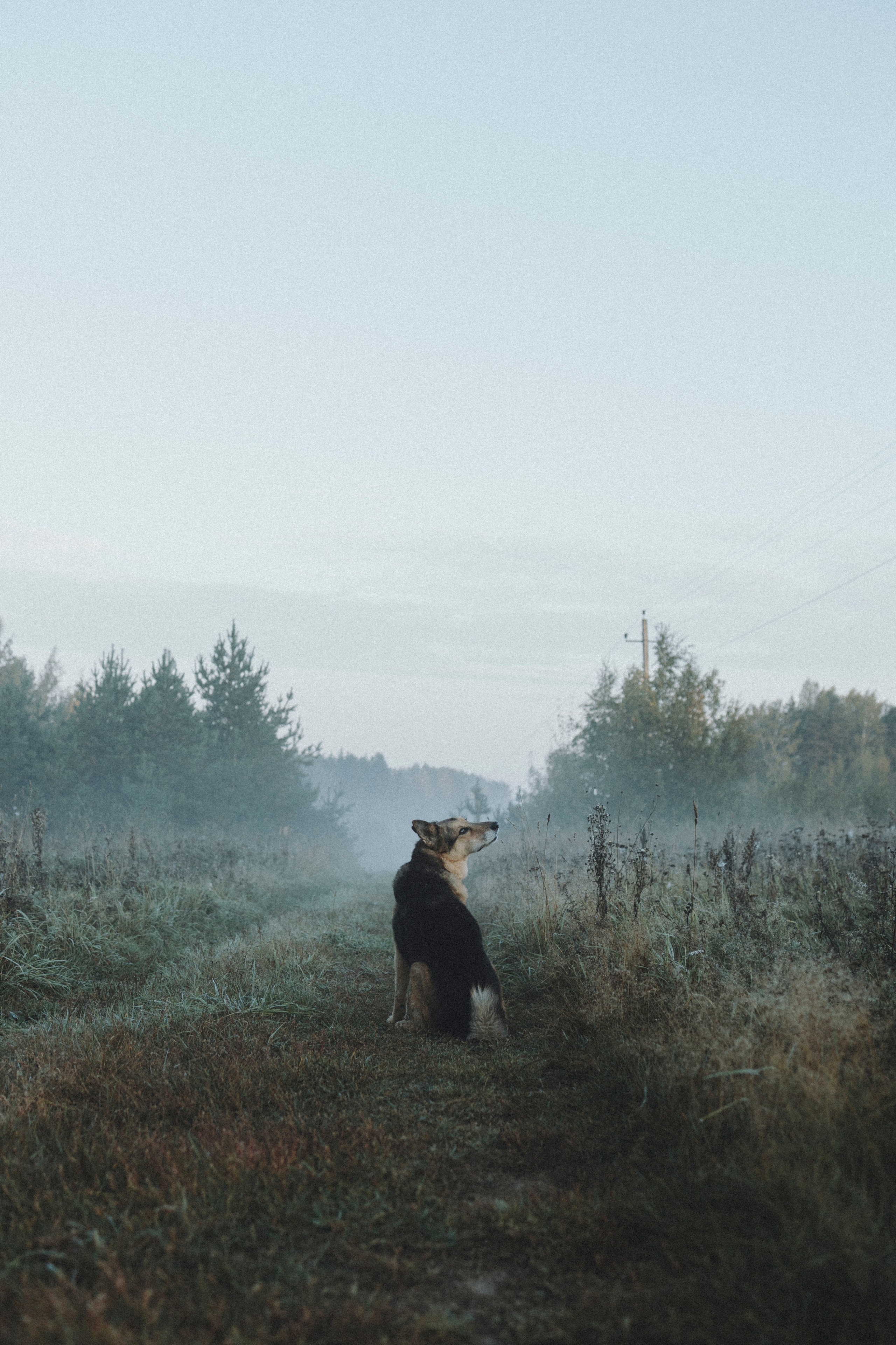 Света и Ричик. Фотограф-анималист Анна Маринич
