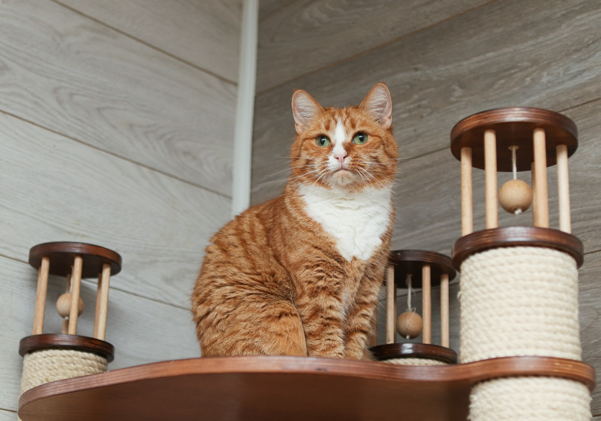 Кошки. Фотограф-анималист Полина Колкова | Москва