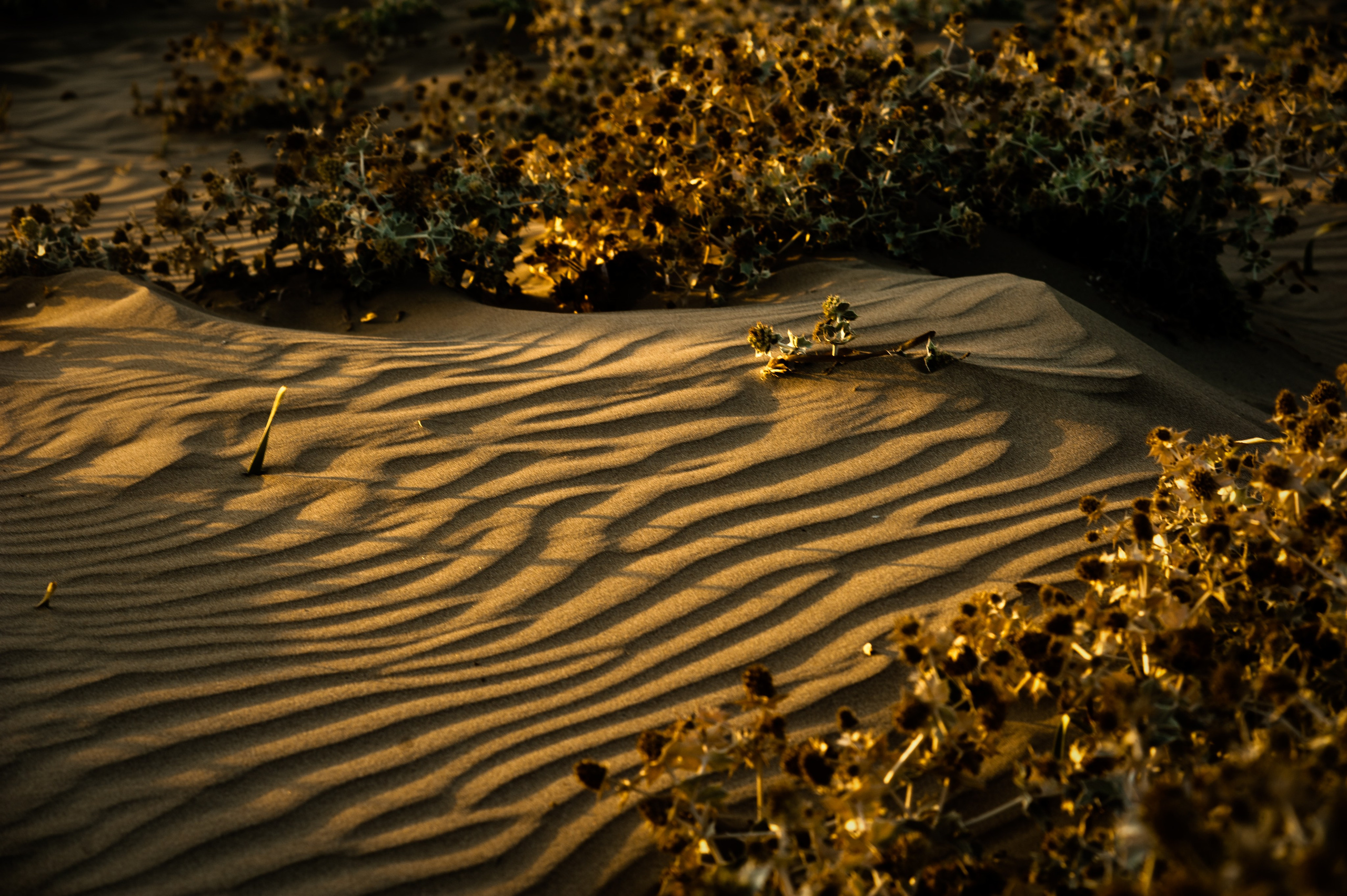 Vibe. Фотограф Милена Яновска