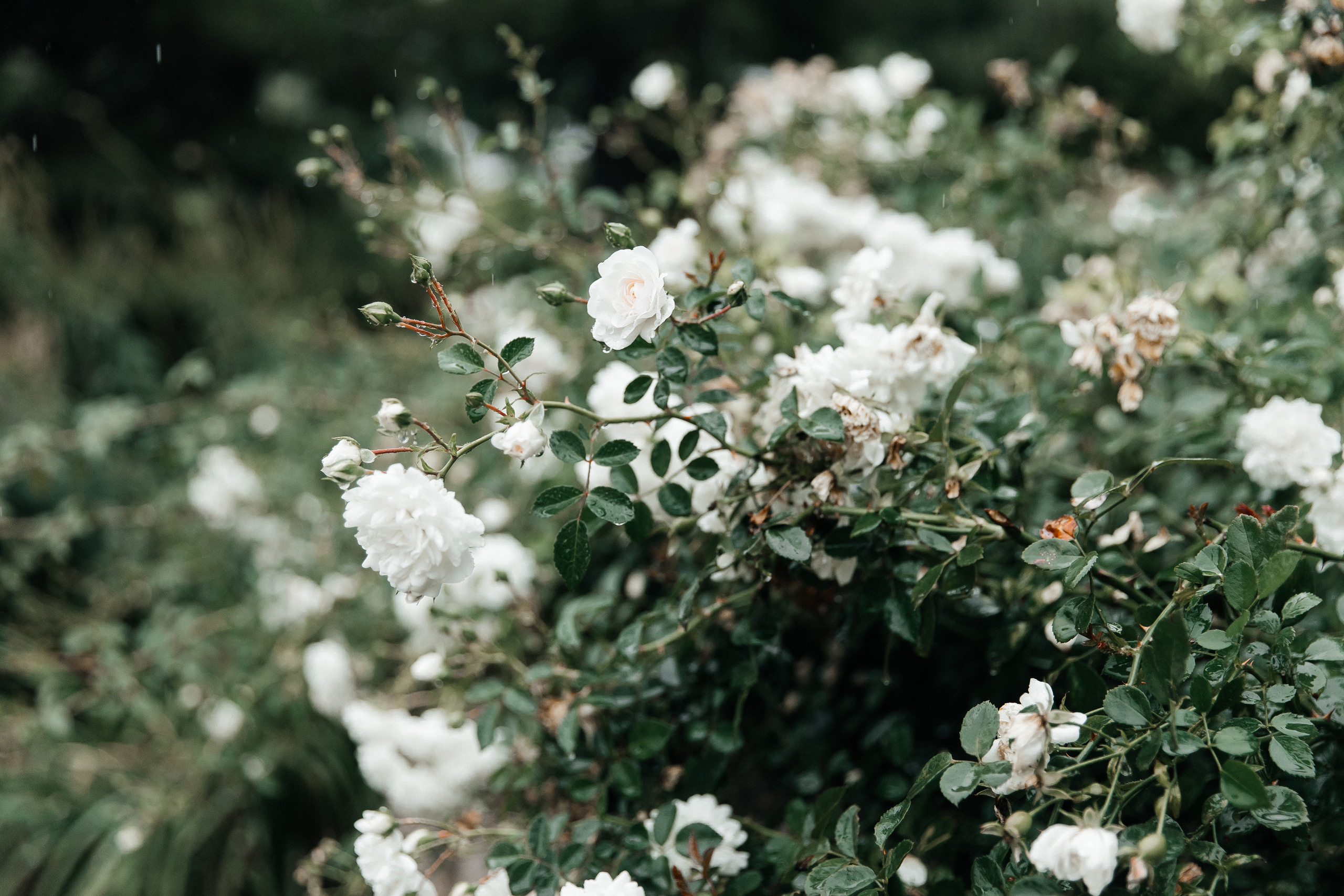 Декор выездной регистрации Тольятти Самара. Декоратор флорист оформление свадеб Тольятти Самара