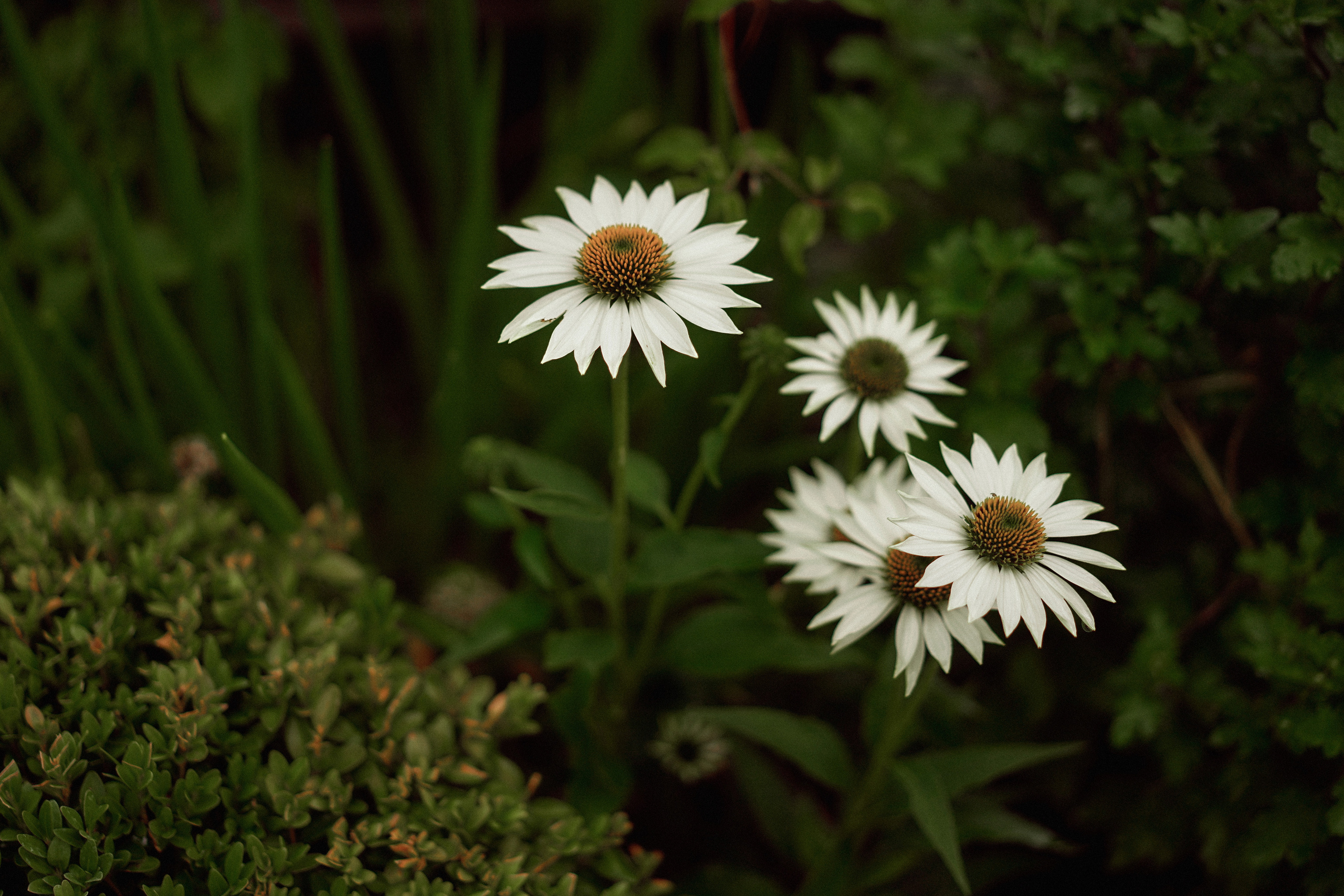 Свадьба Артёма и Елены. Портретный, семейный и свадебный фотограф в Курске Роман Сазонов