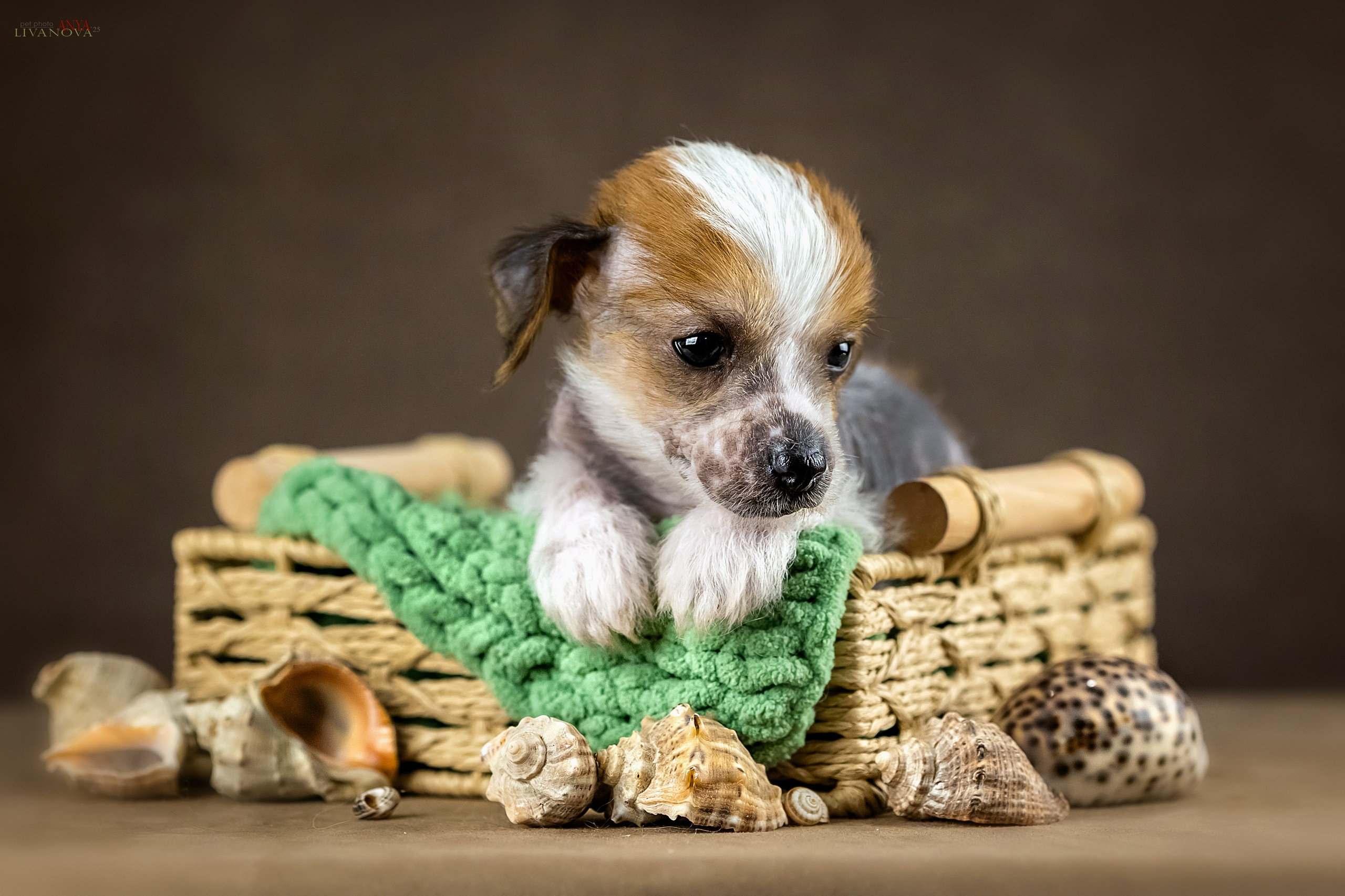 КХС. Фотограф анималист Аня Ливанова | Рыбинск