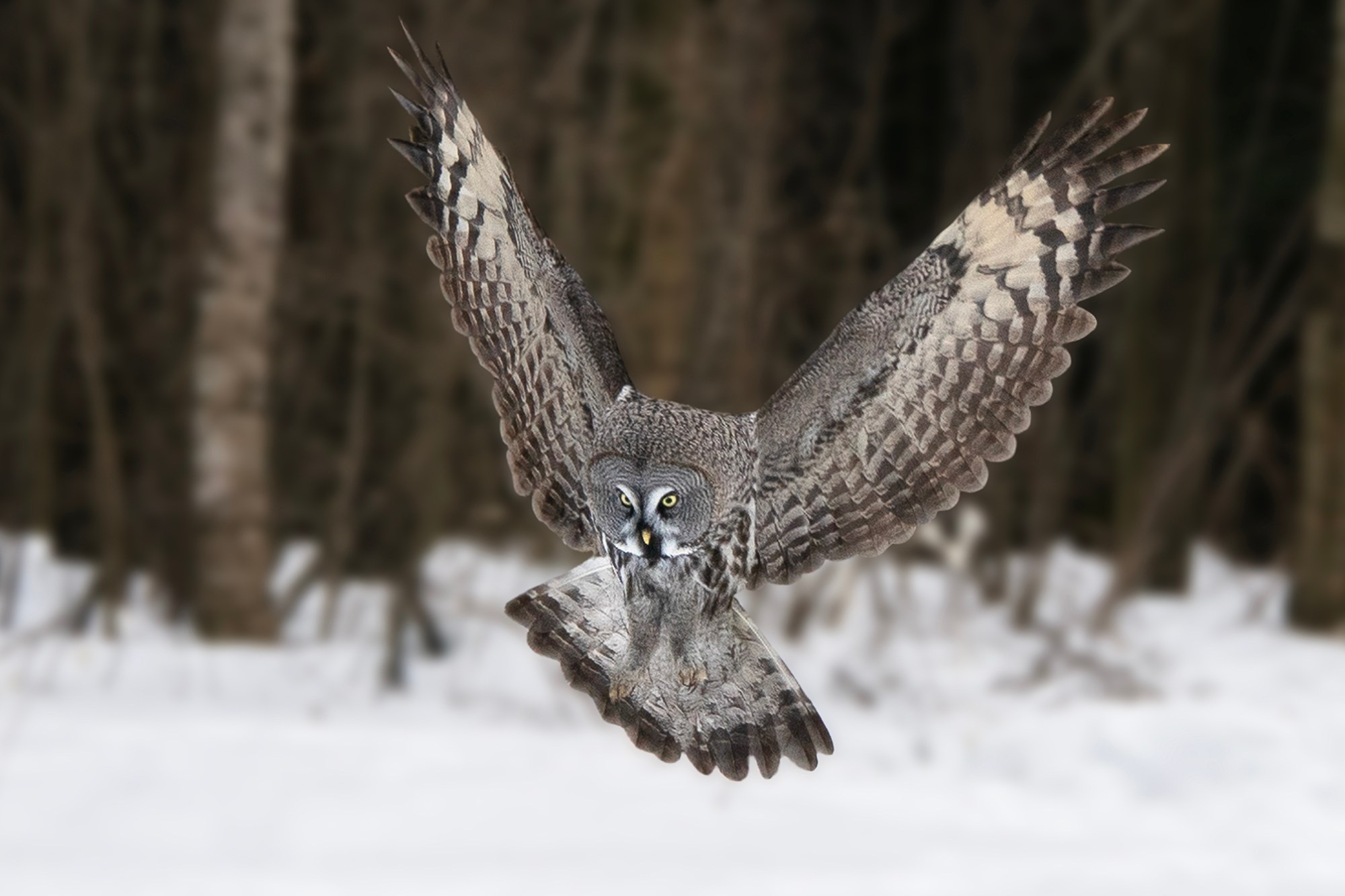 Животные. Ваш личный фотограф Марина Волкова
