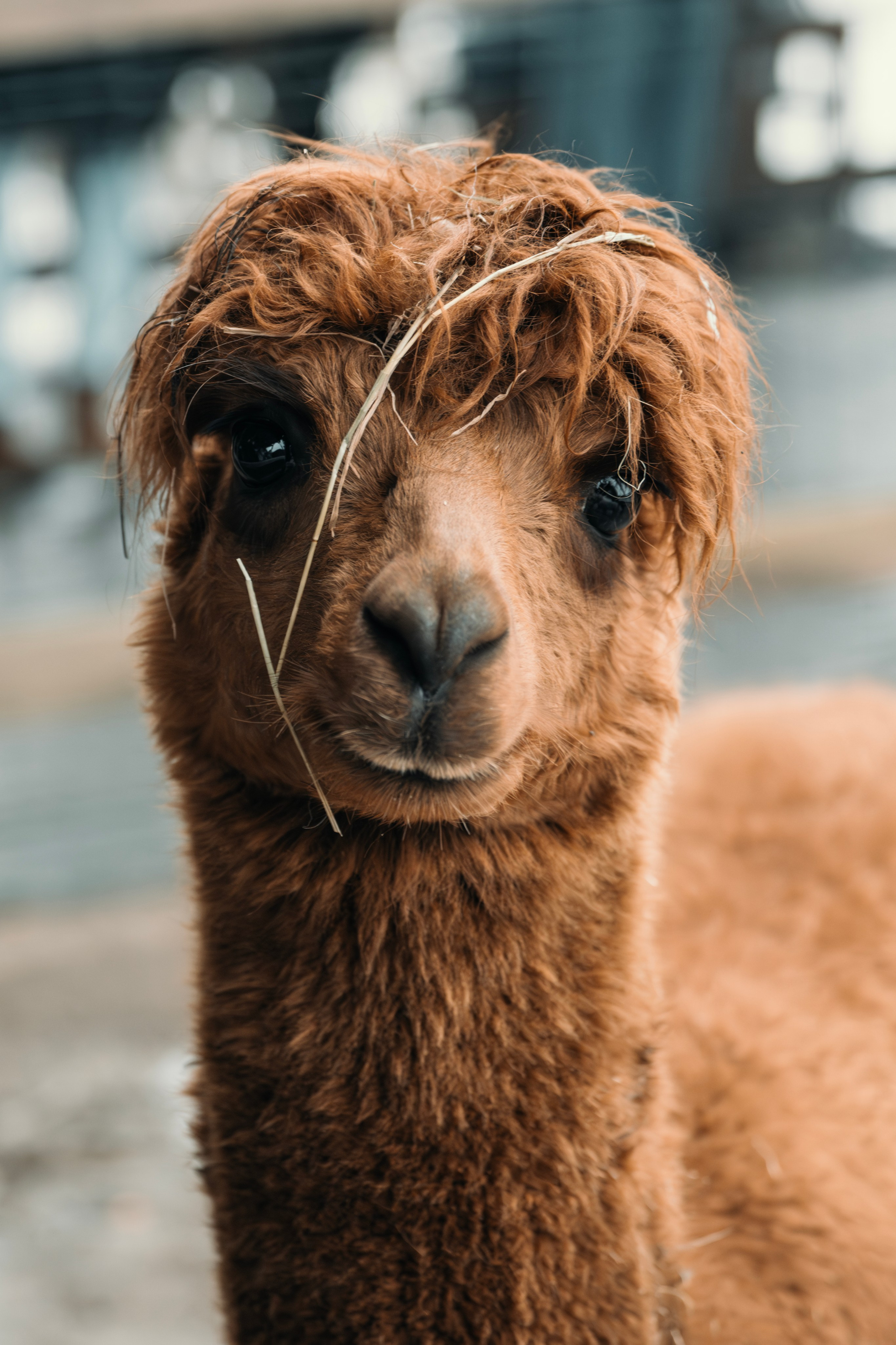Альпаки. Свадебный и семейный фотограф в Москве Елена Новикова