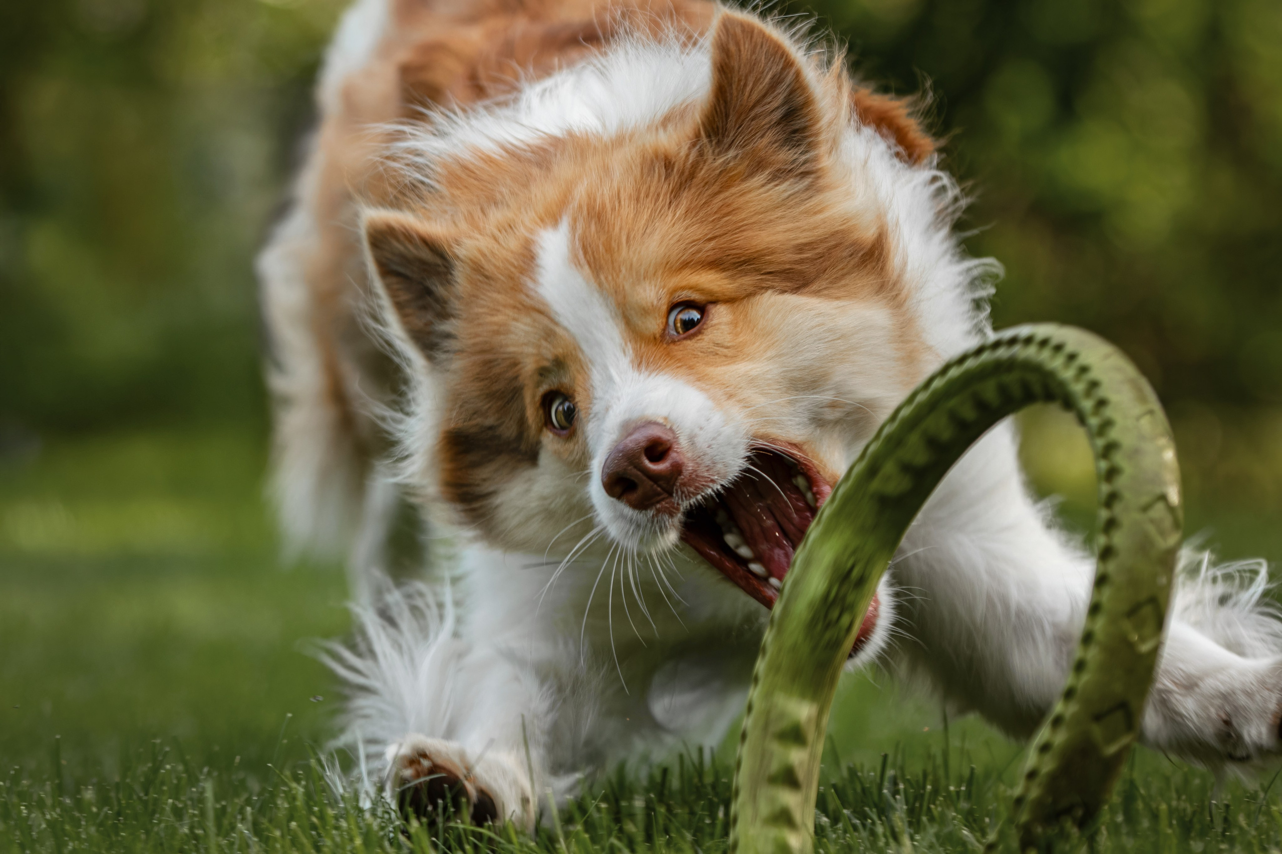 Собаки. Фотограф-анималист Юлия Зубкова