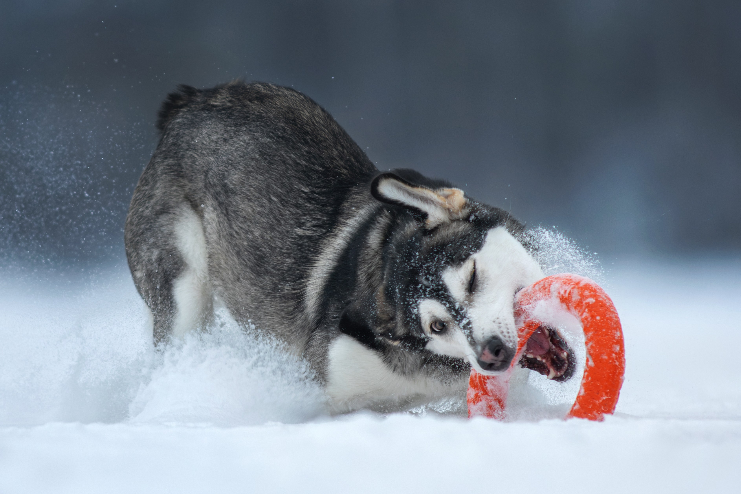 Фотограф-анималист Юлия Зубкова