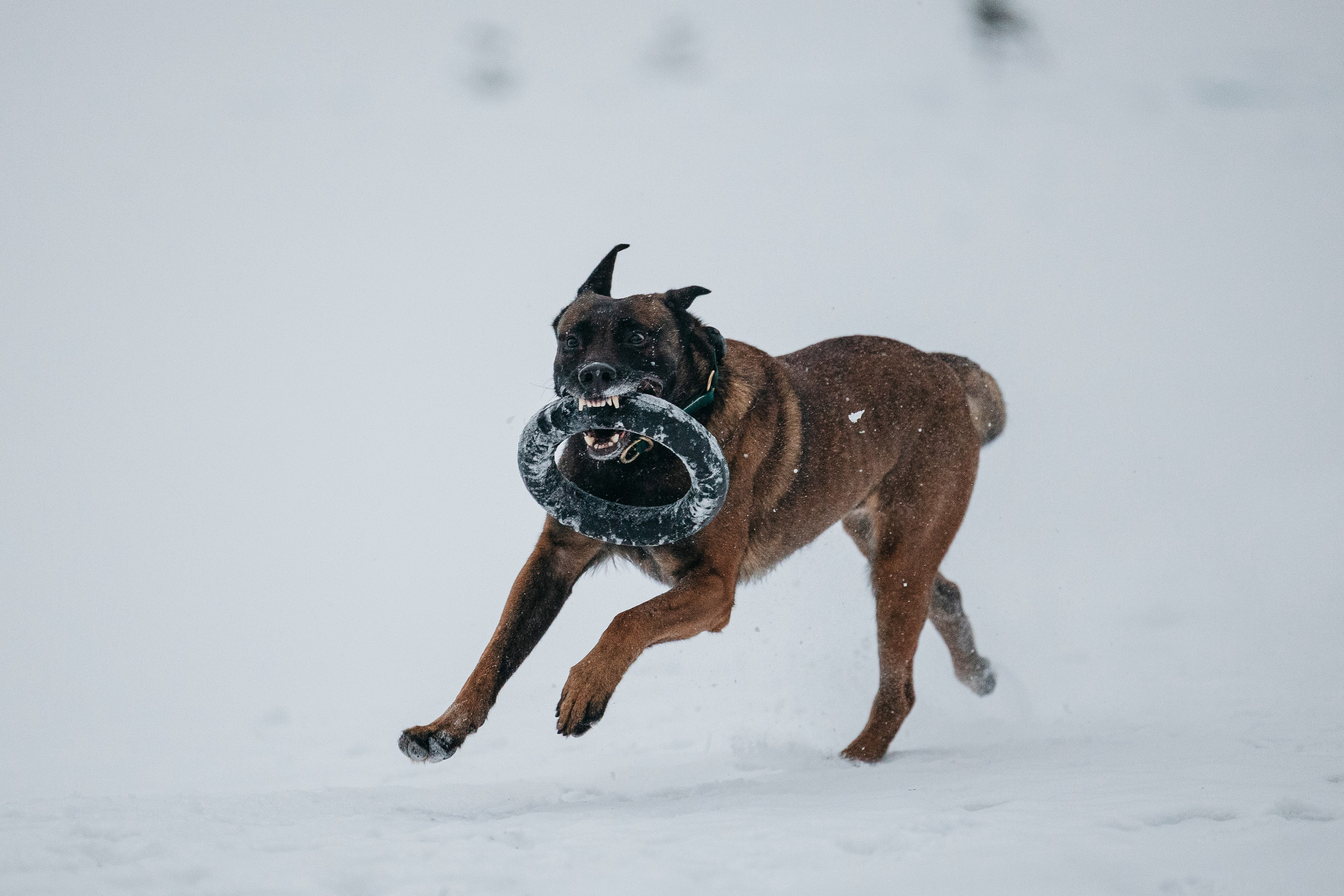 Карьер. Фотограф-анималист Анна Маринич
