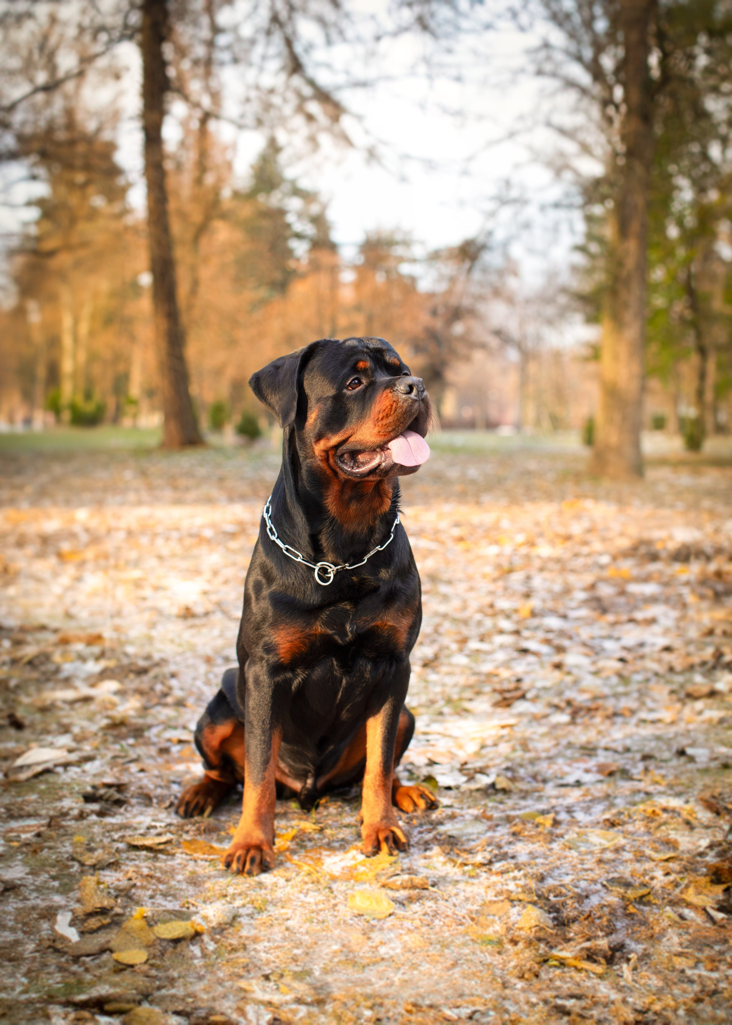 Ротвейлер Аватар. Портретная и семейная съемка. Фотограф анималист