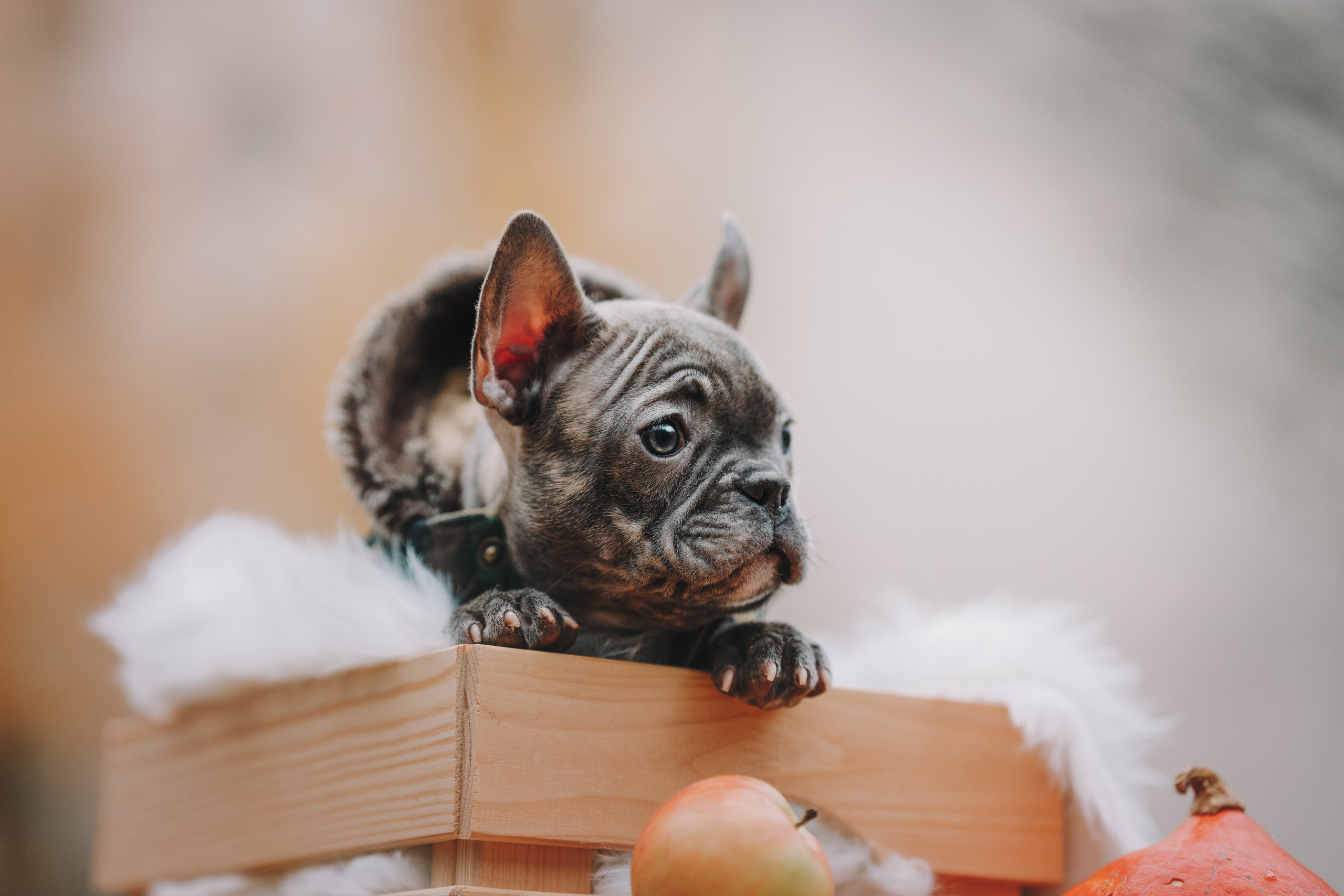 Французские бульдоги. Фотограф анималист Осипчикова Мария