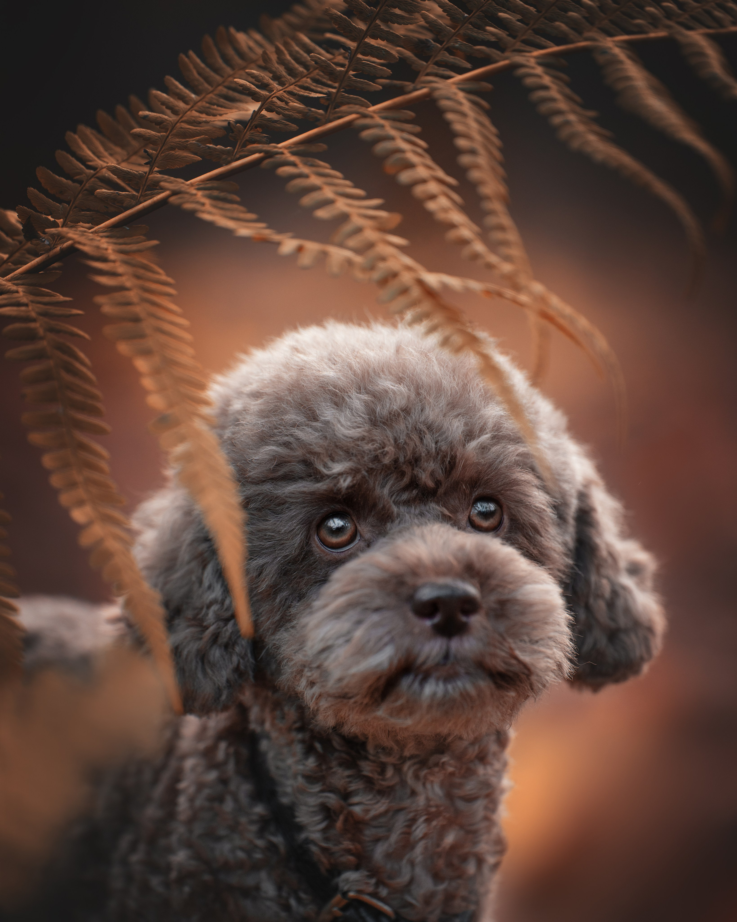 Миша и Лева. Фотограф анималист Осипчикова Мария