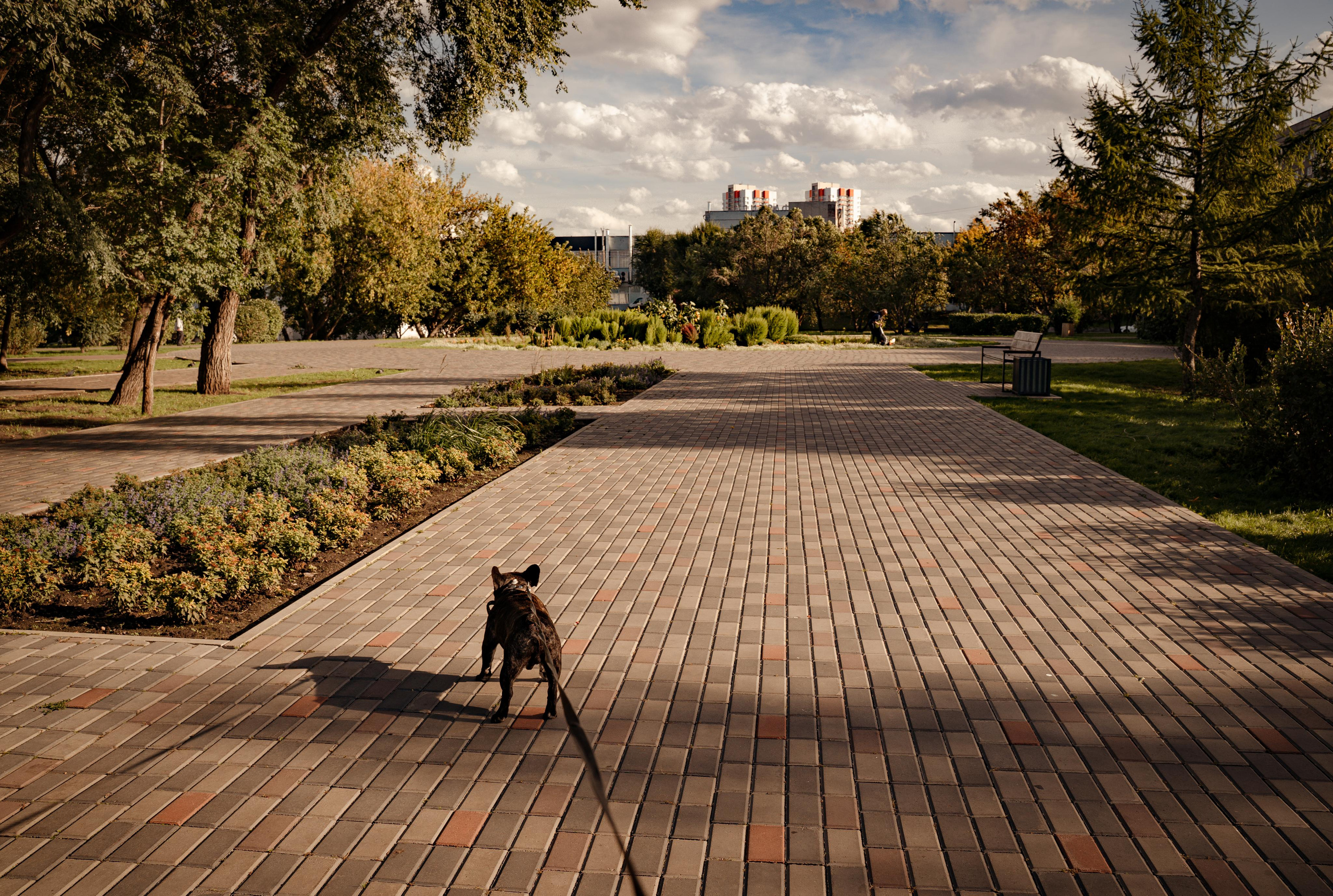 Фотопрогулки с животными. Фотограф Ким Наталья в Красноярске