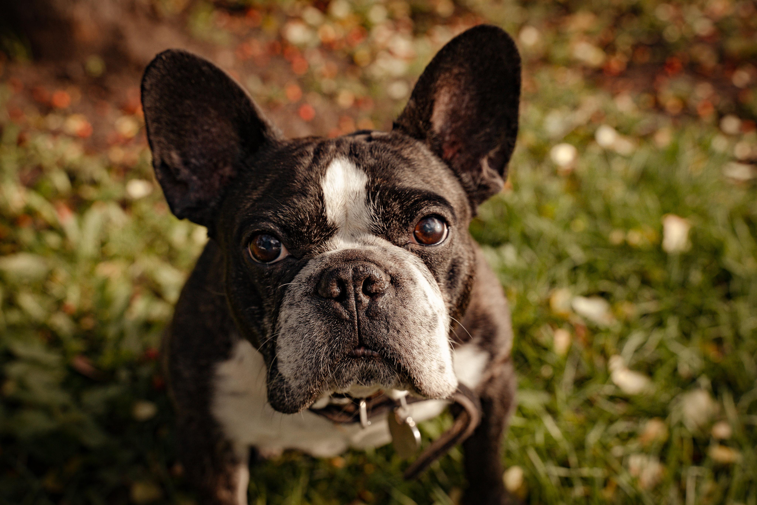 Фотопрогулки с животными. Фотограф Ким Наталья в Красноярске