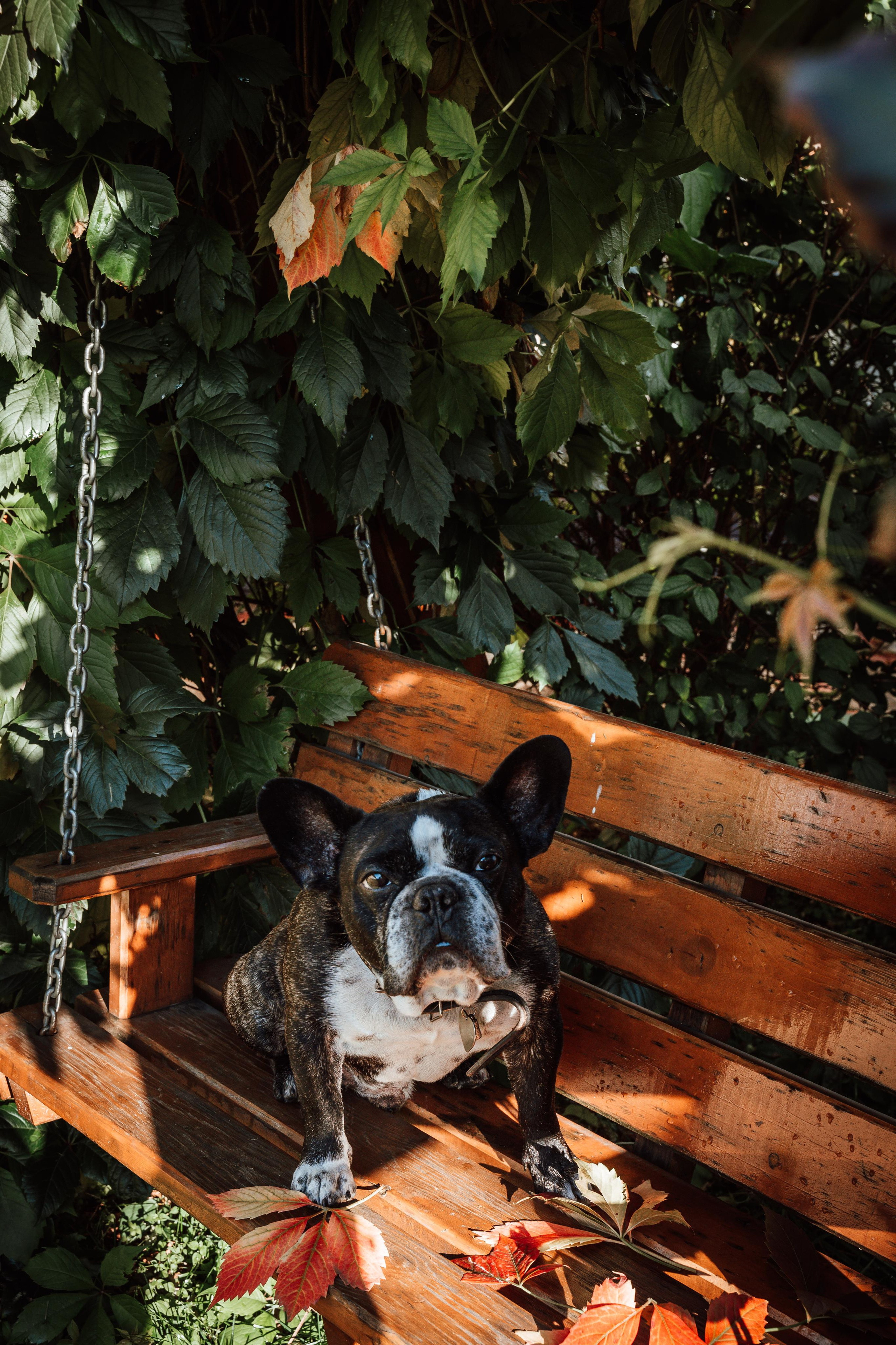 Фотограф для животных с выездом. Фотограф Ким Наталья в Красноярске