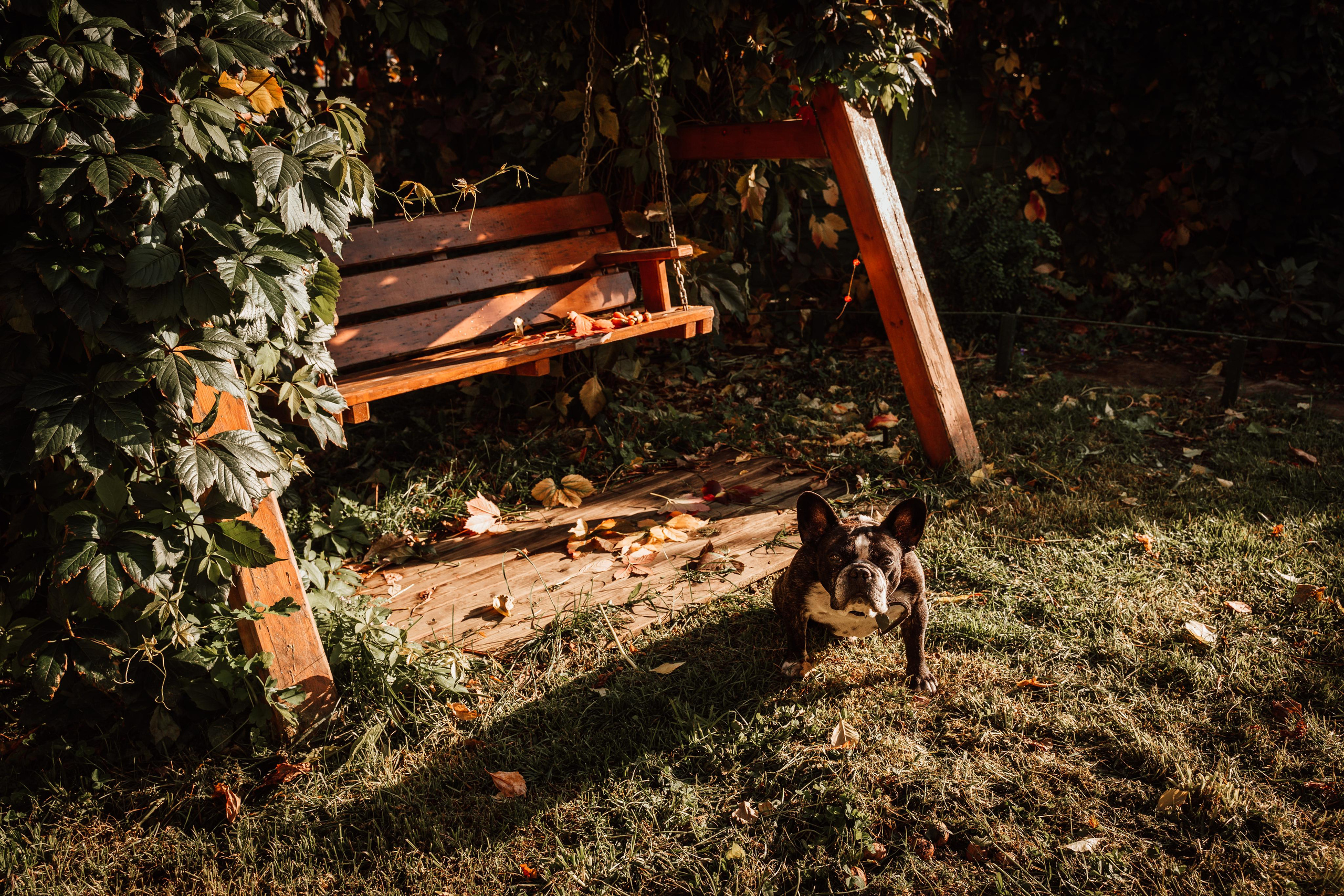 Фотограф для животных с выездом. Фотограф Ким Наталья в Красноярске