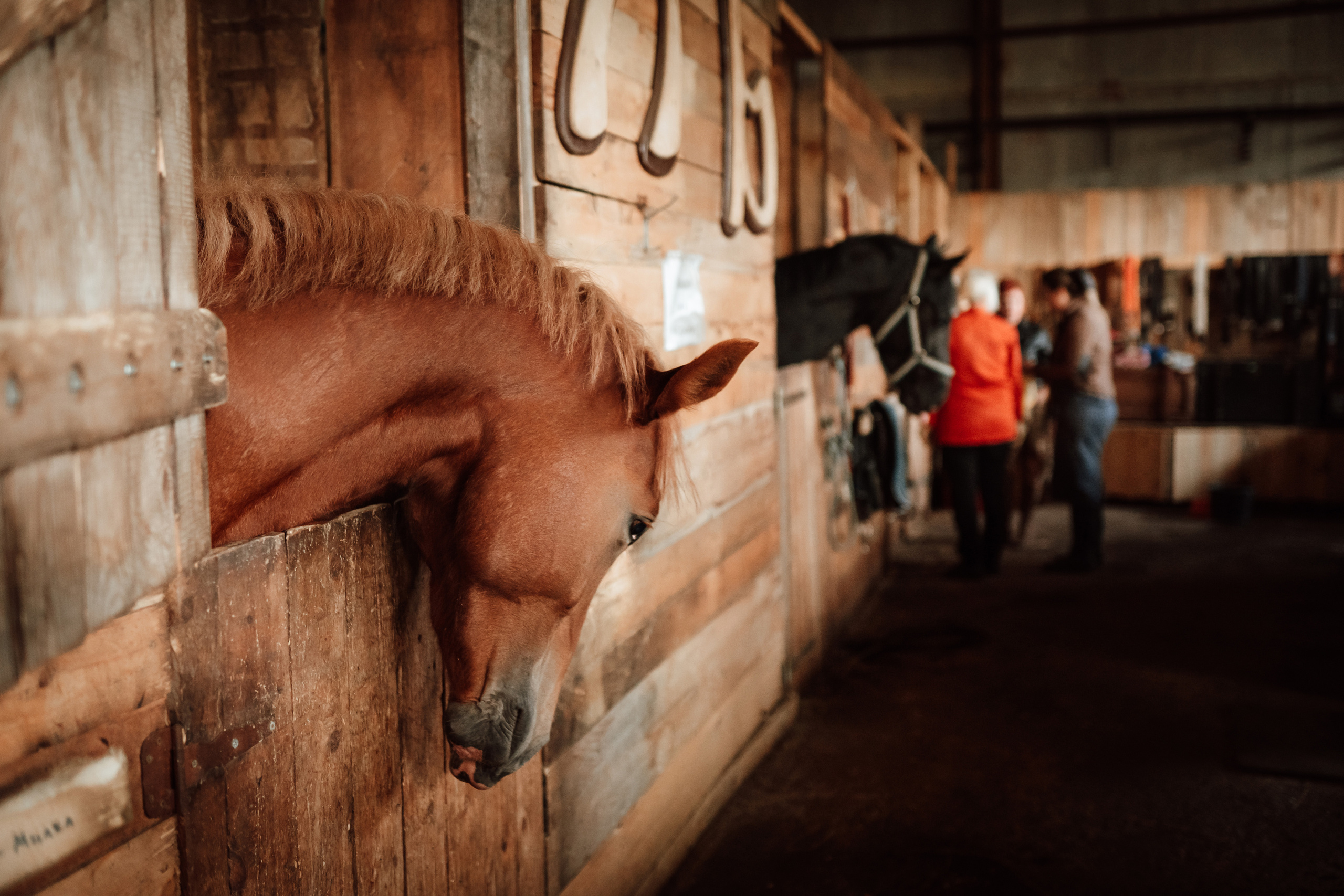 Фотосессия на конном дворе. Фотограф Ким Наталья в Красноярске