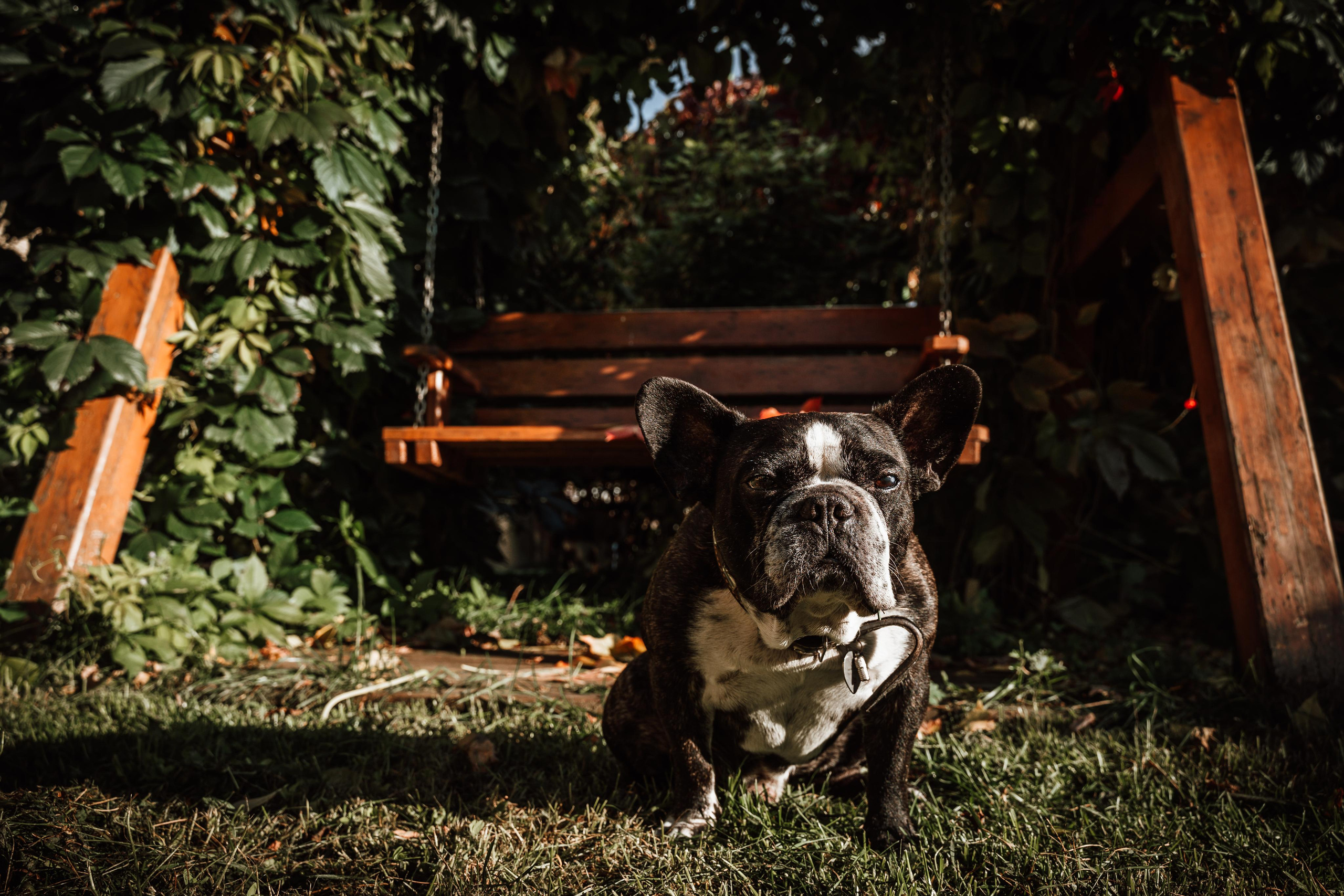 Фотограф для животных с выездом. Фотограф Ким Наталья в Красноярске